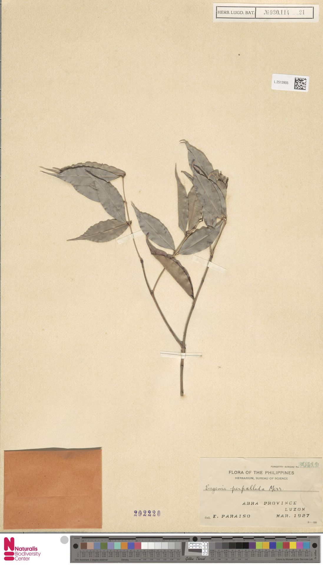 Syzygium pallidum
