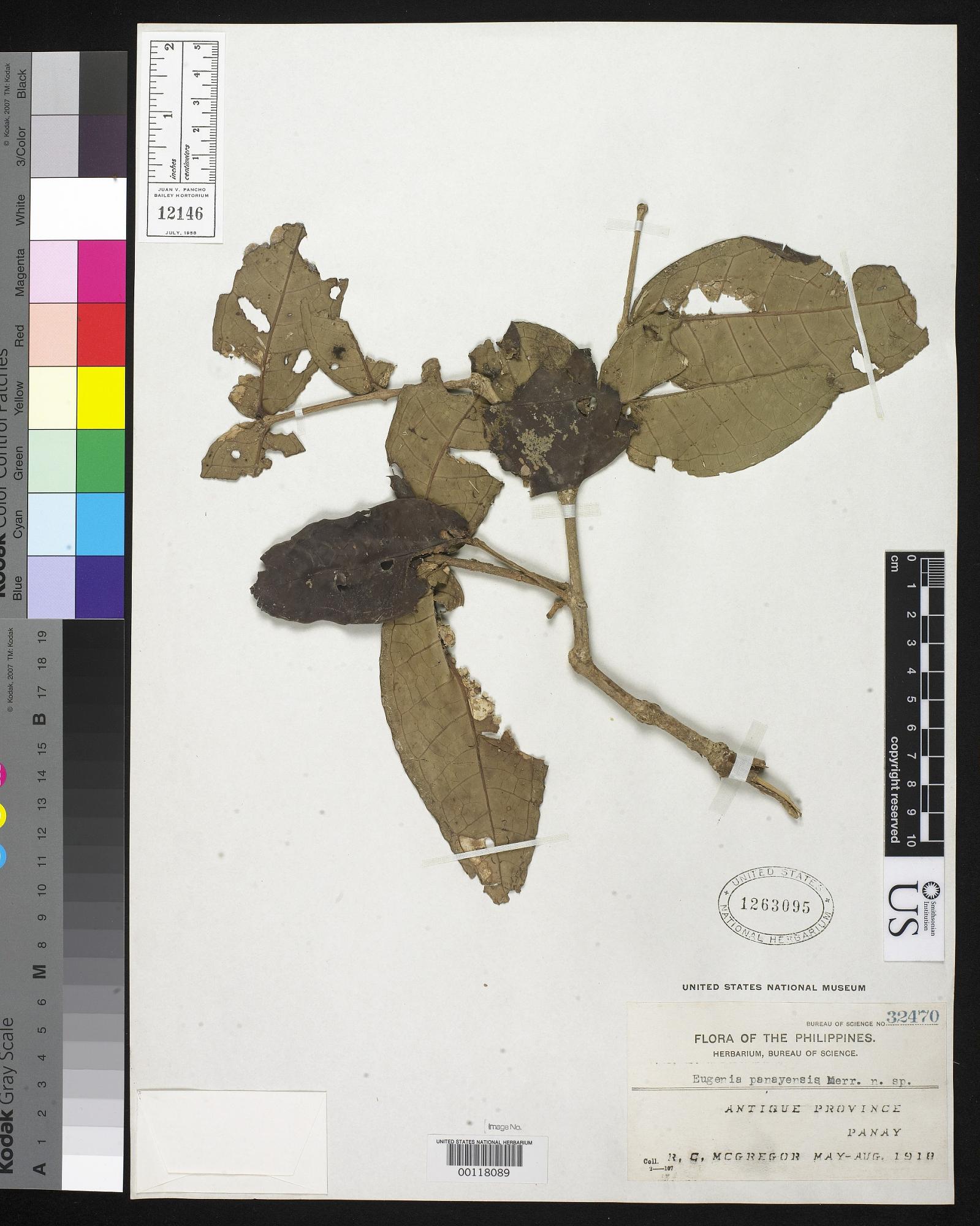 Syzygium panayense