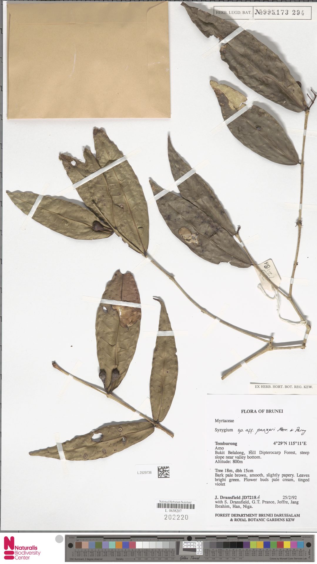 Syzygium panzeri