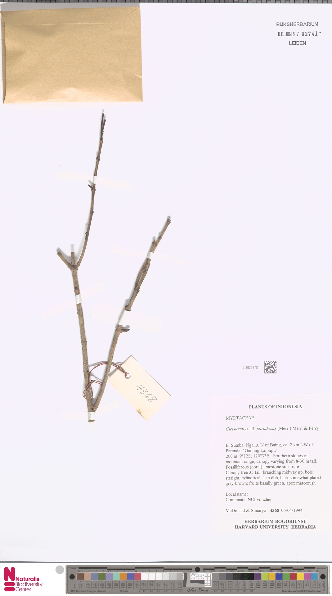 Syzygium paradoxum