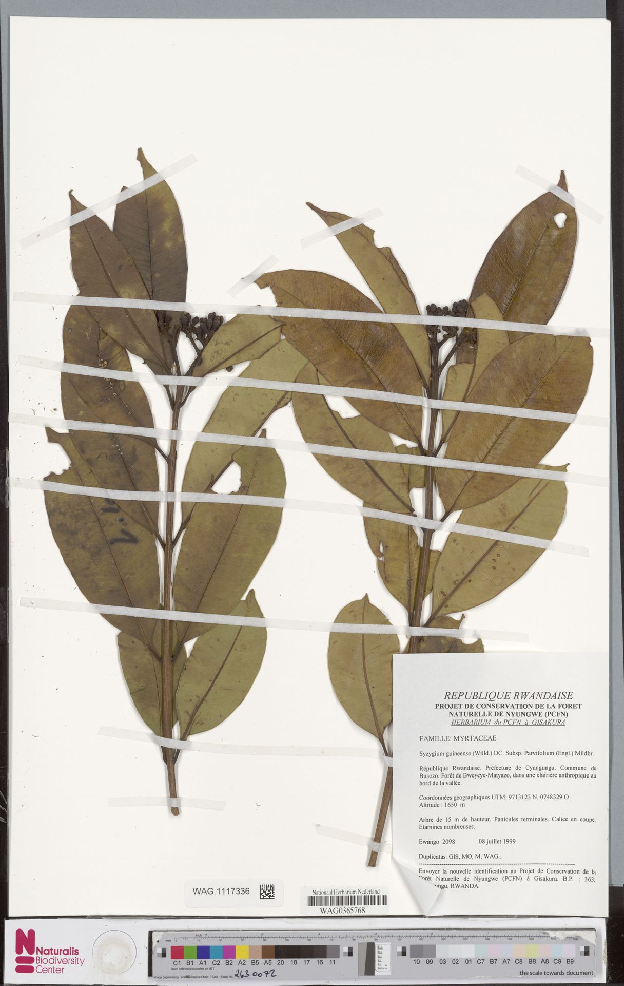 Syzygium parvifolium