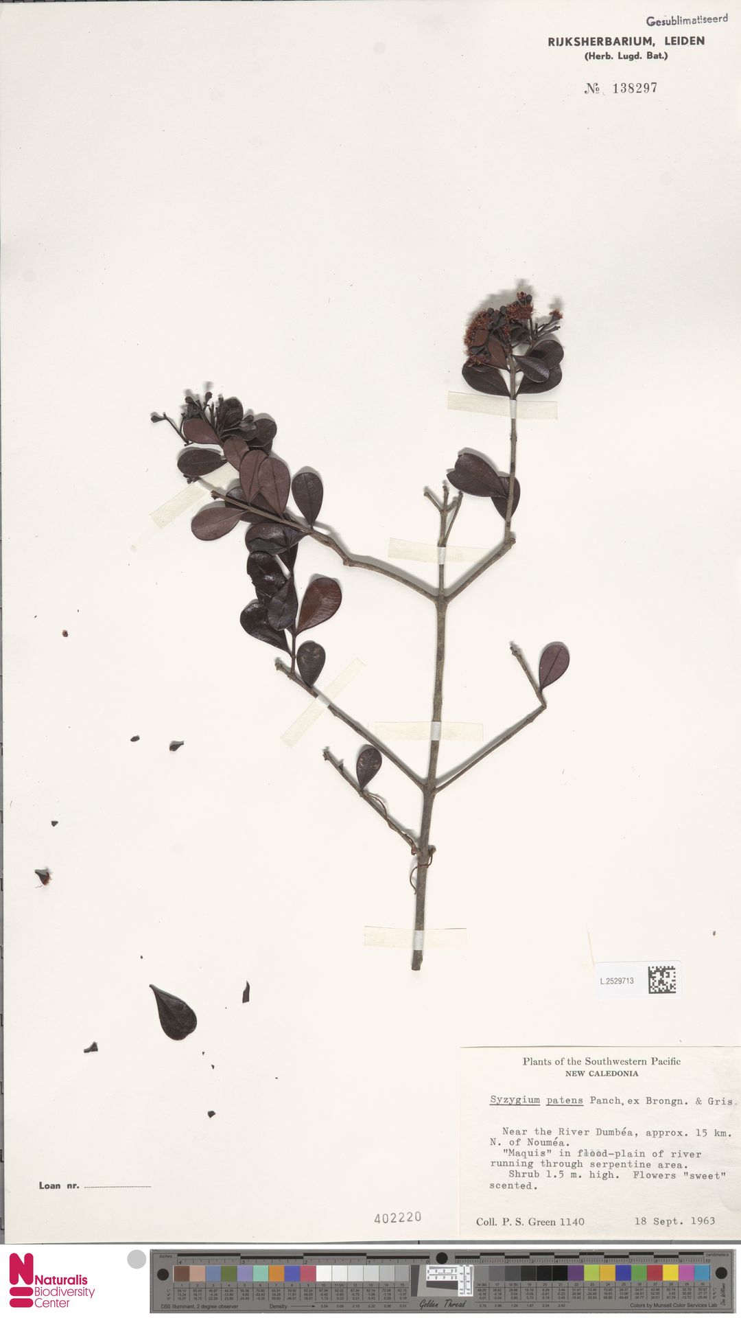 Syzygium patens