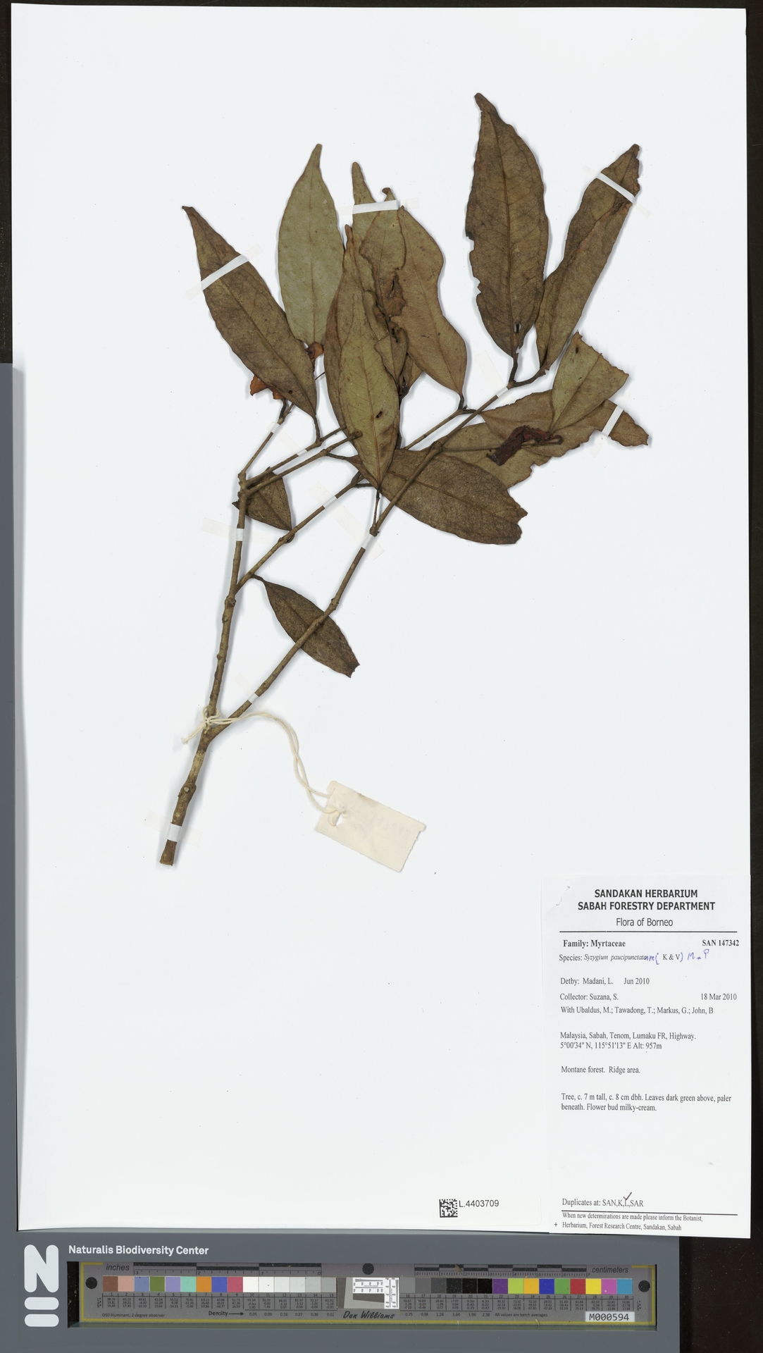 Syzygium paucipunctatum