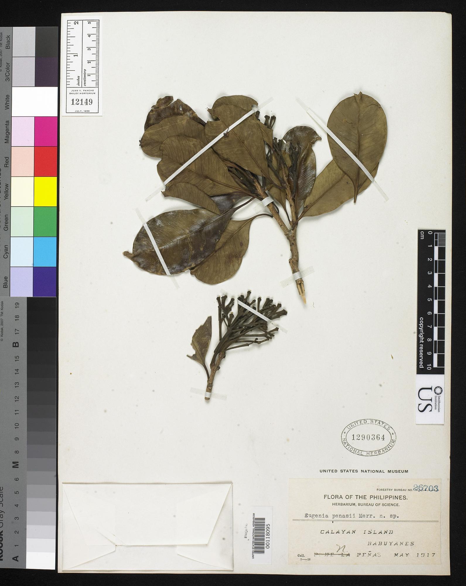 Syzygium penasii