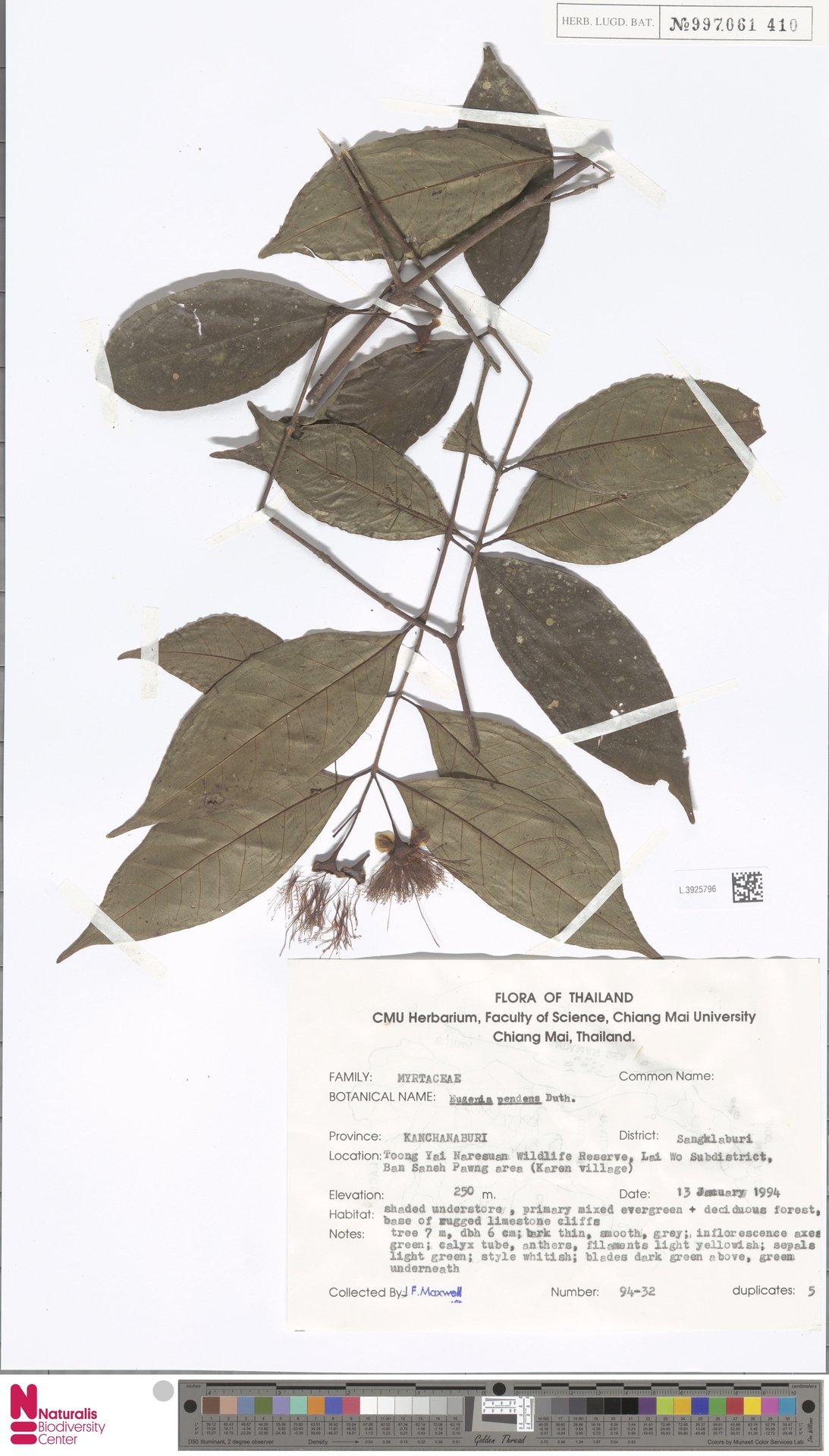 Syzygium pendens