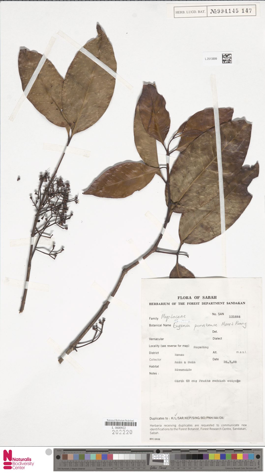 Syzygium perakense