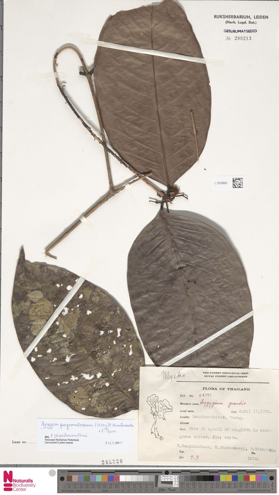 Syzygium pergamentaceum
