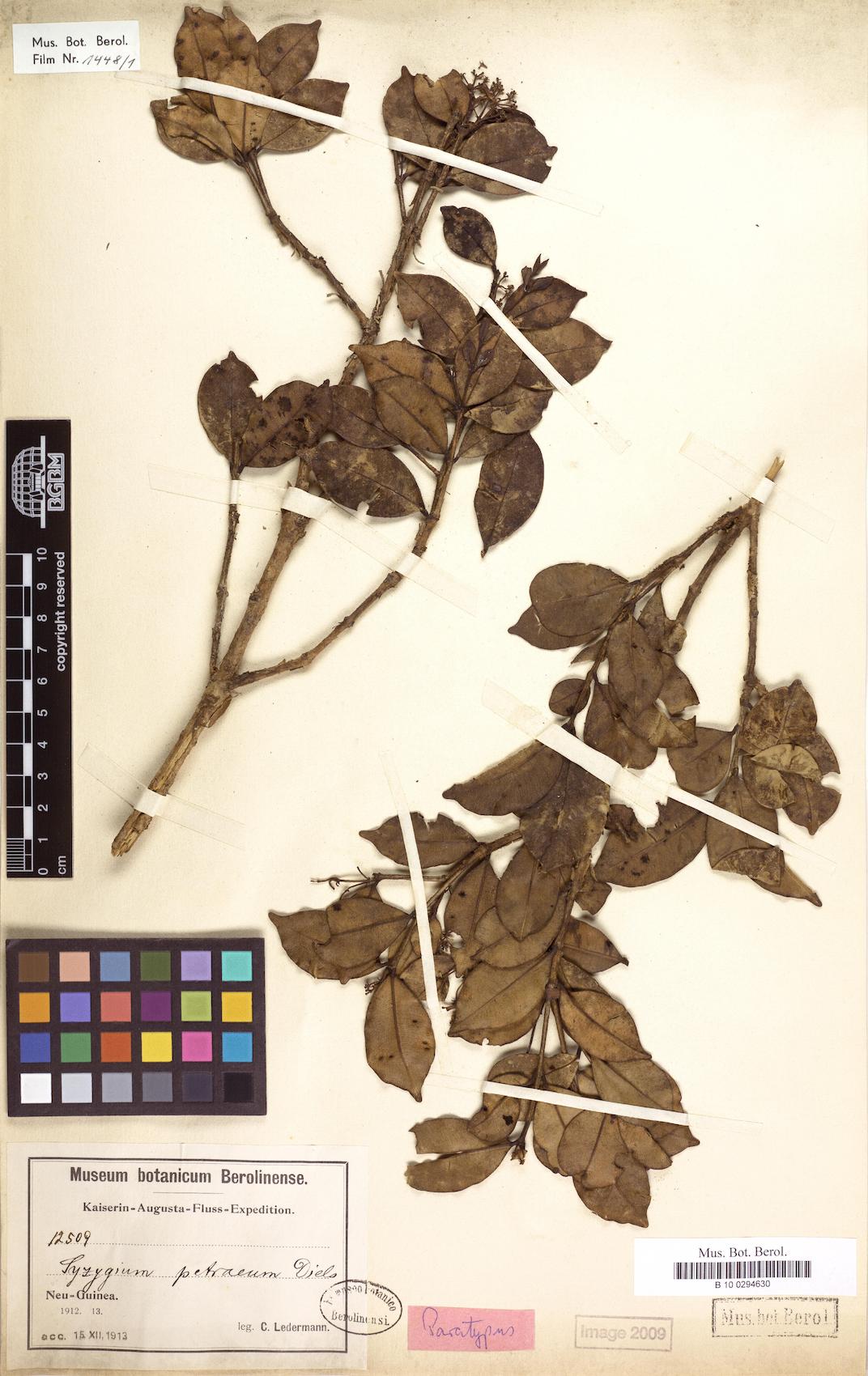 Syzygium petraeum
