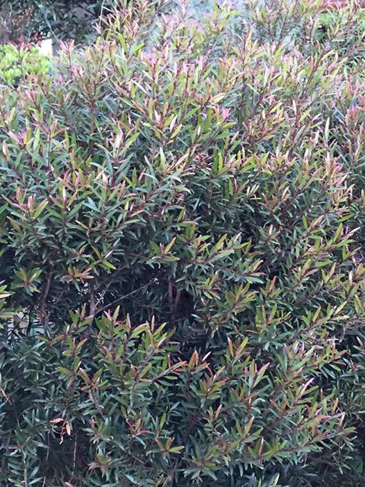 Syzygium pondoense
