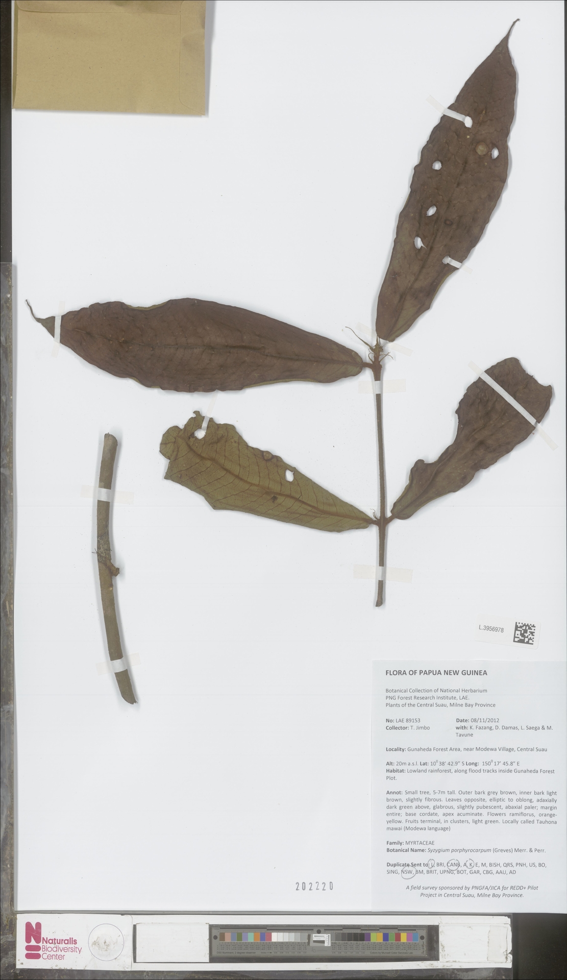 Syzygium porphyrocarpum