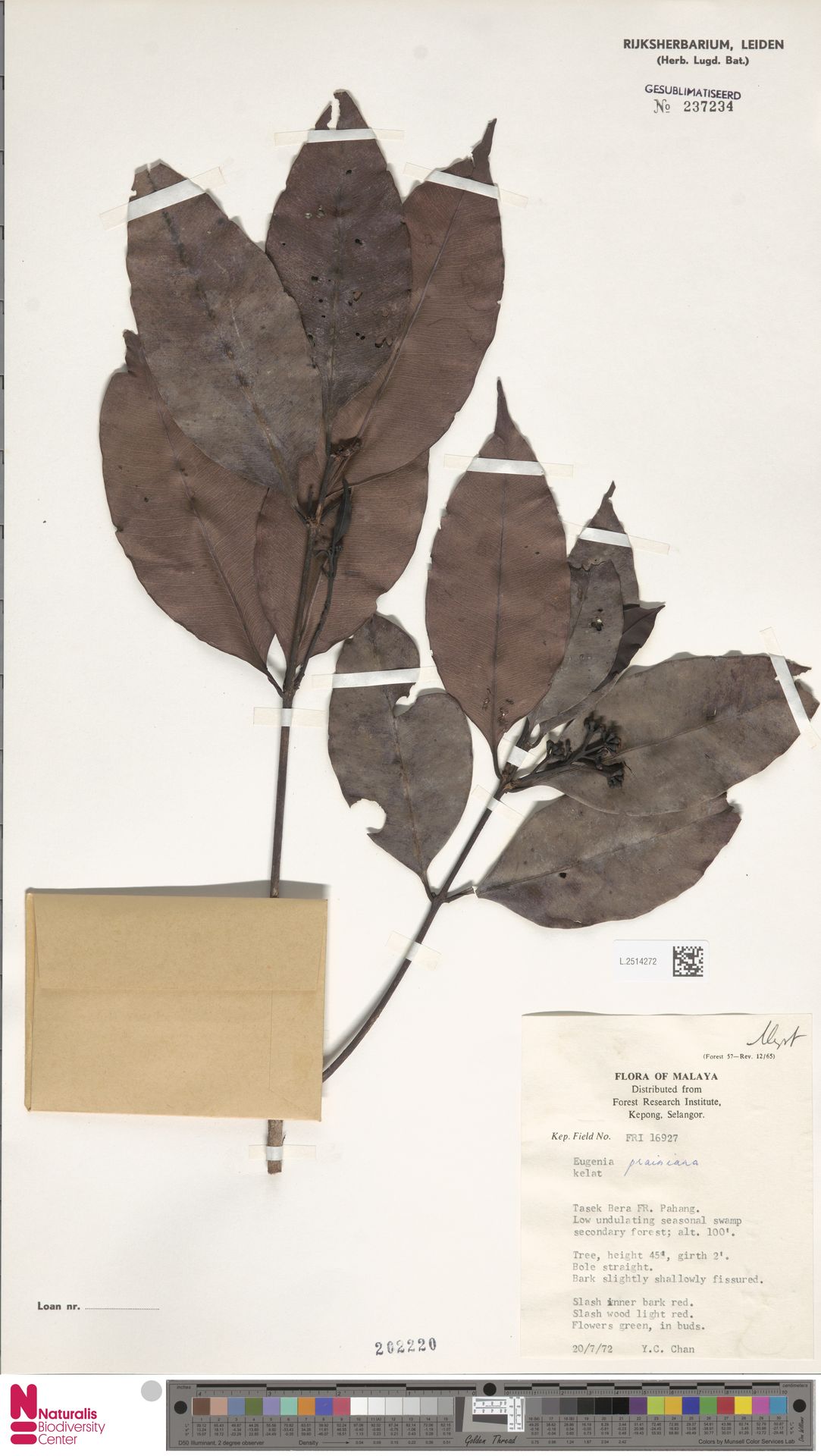 Syzygium praineanum