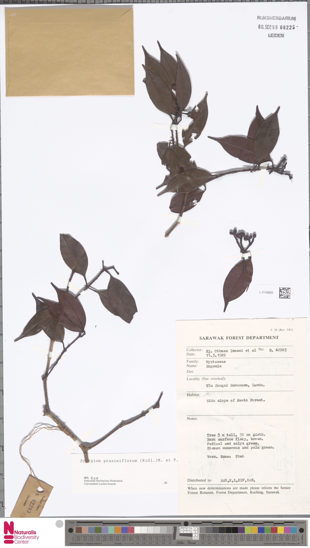 Syzygium prasiniflorum
