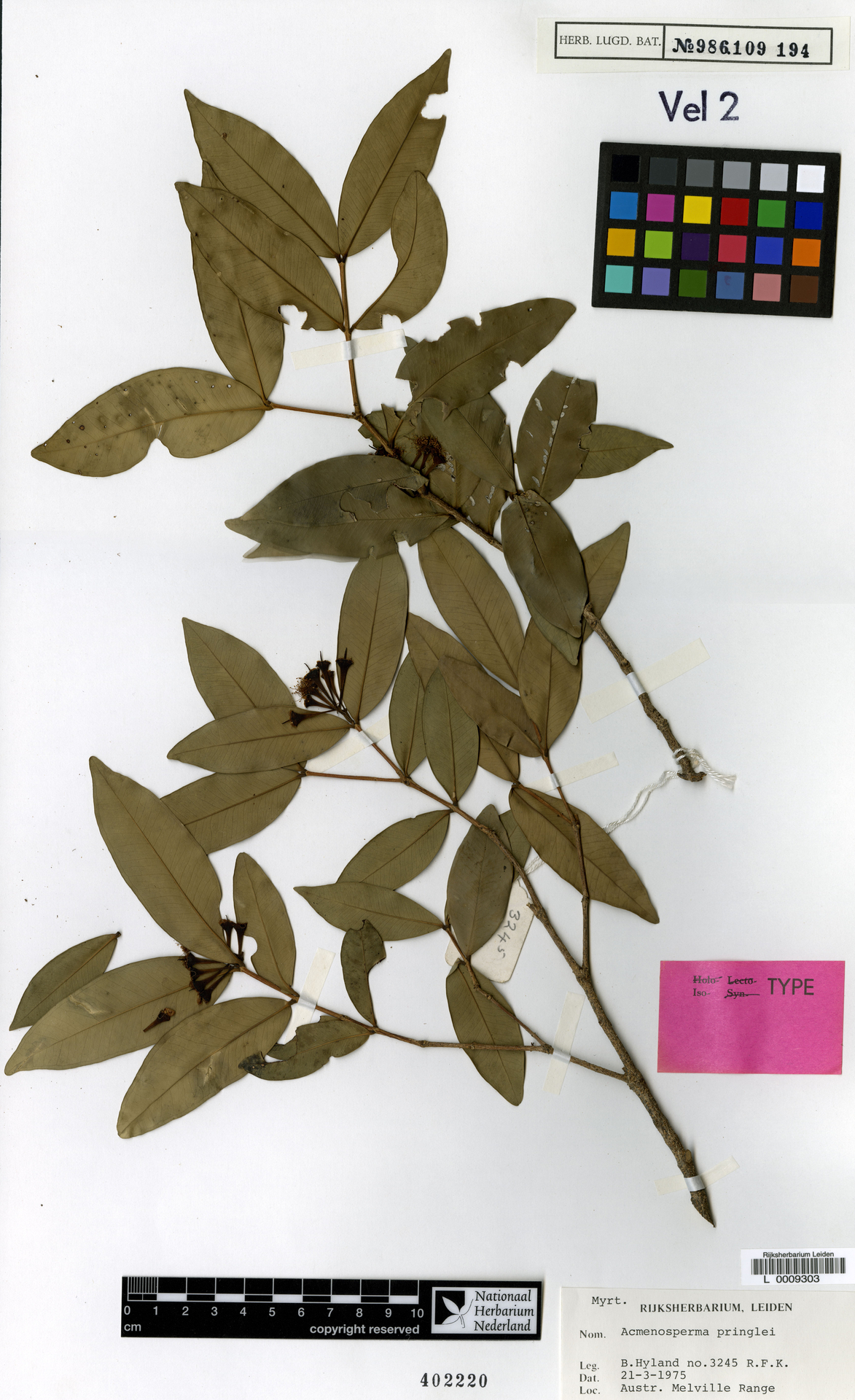 Syzygium pringlei
