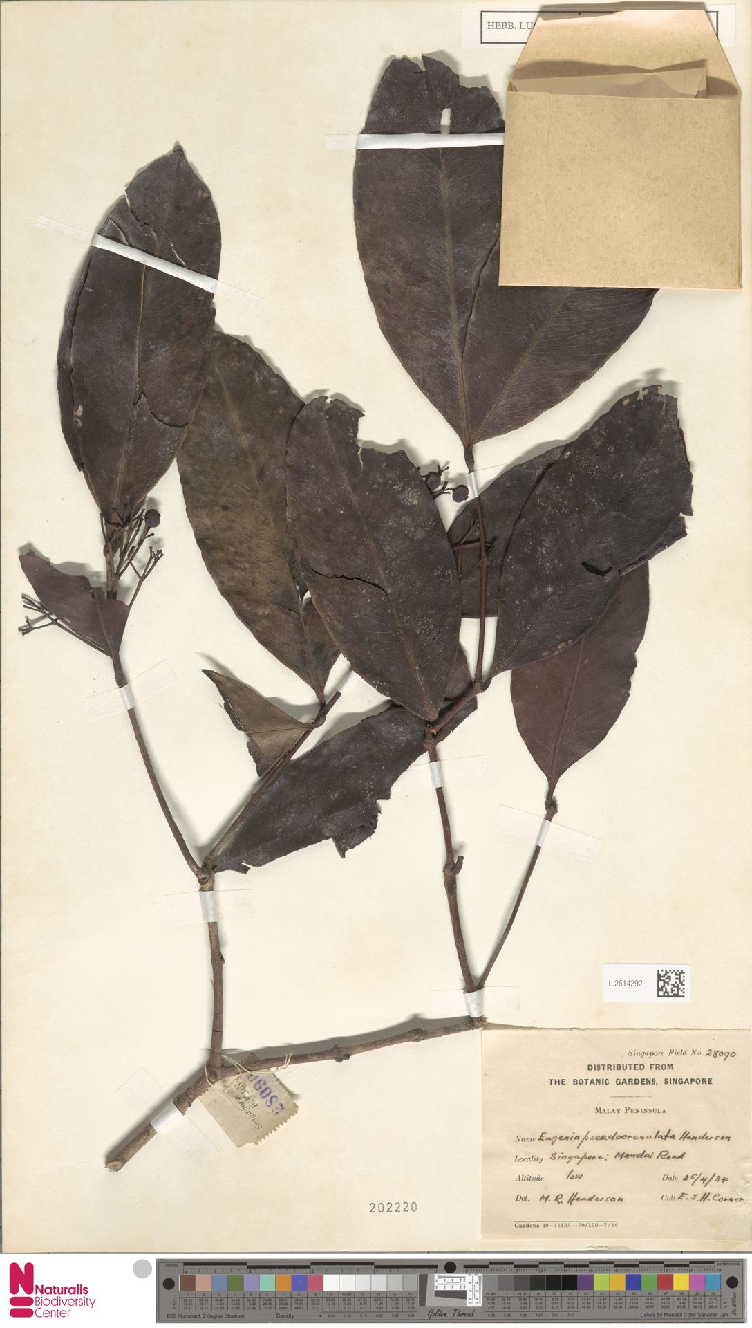 Syzygium pseudocrenulatum