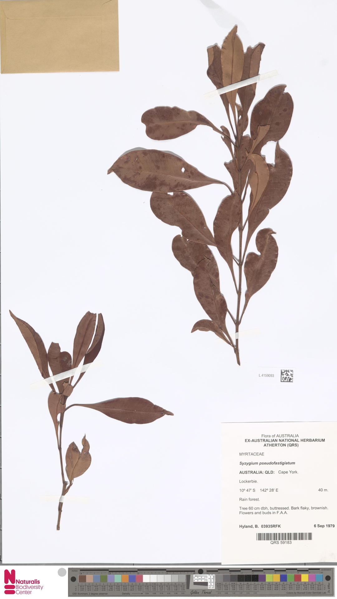 Syzygium pseudofastigiatum