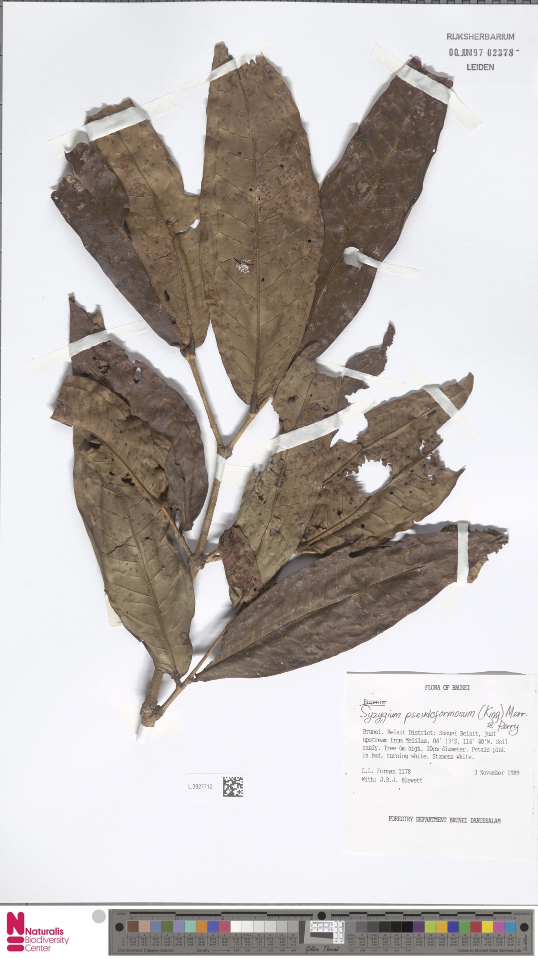 Syzygium pseudoformosum