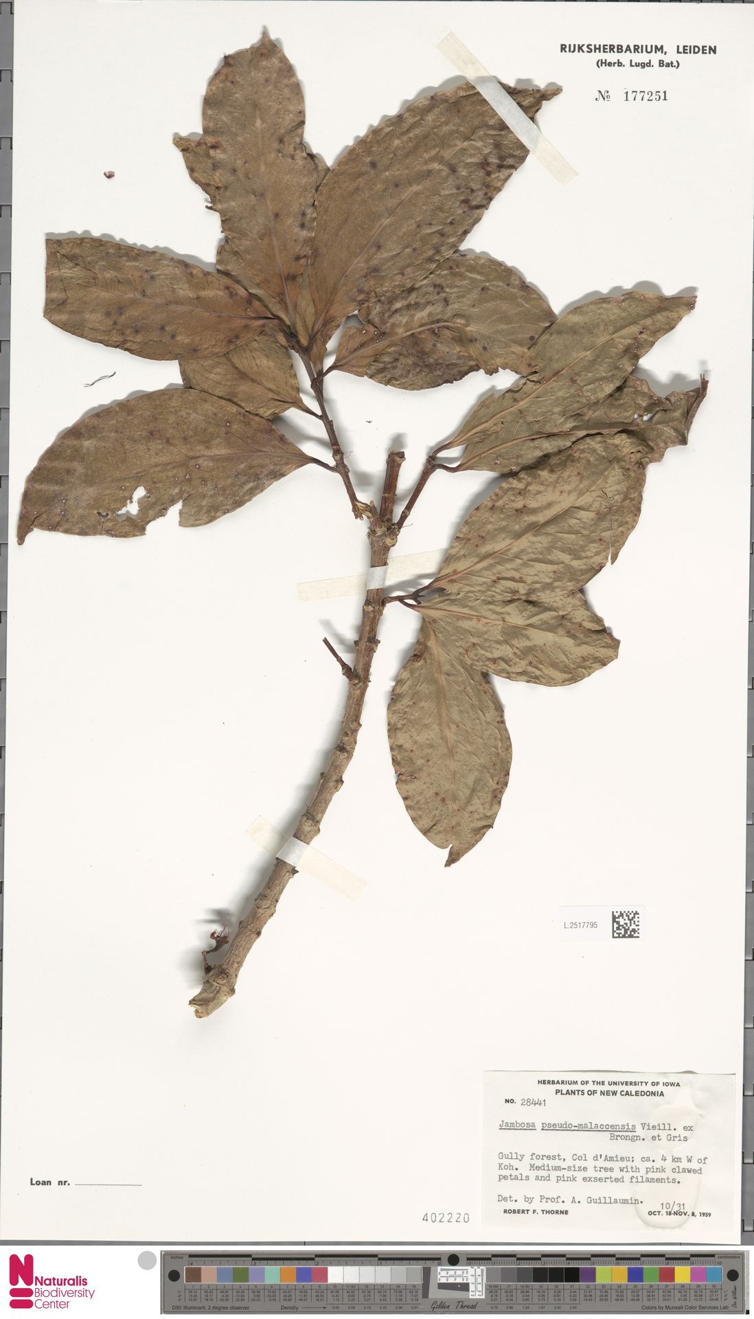 Syzygium pseudomalaccense