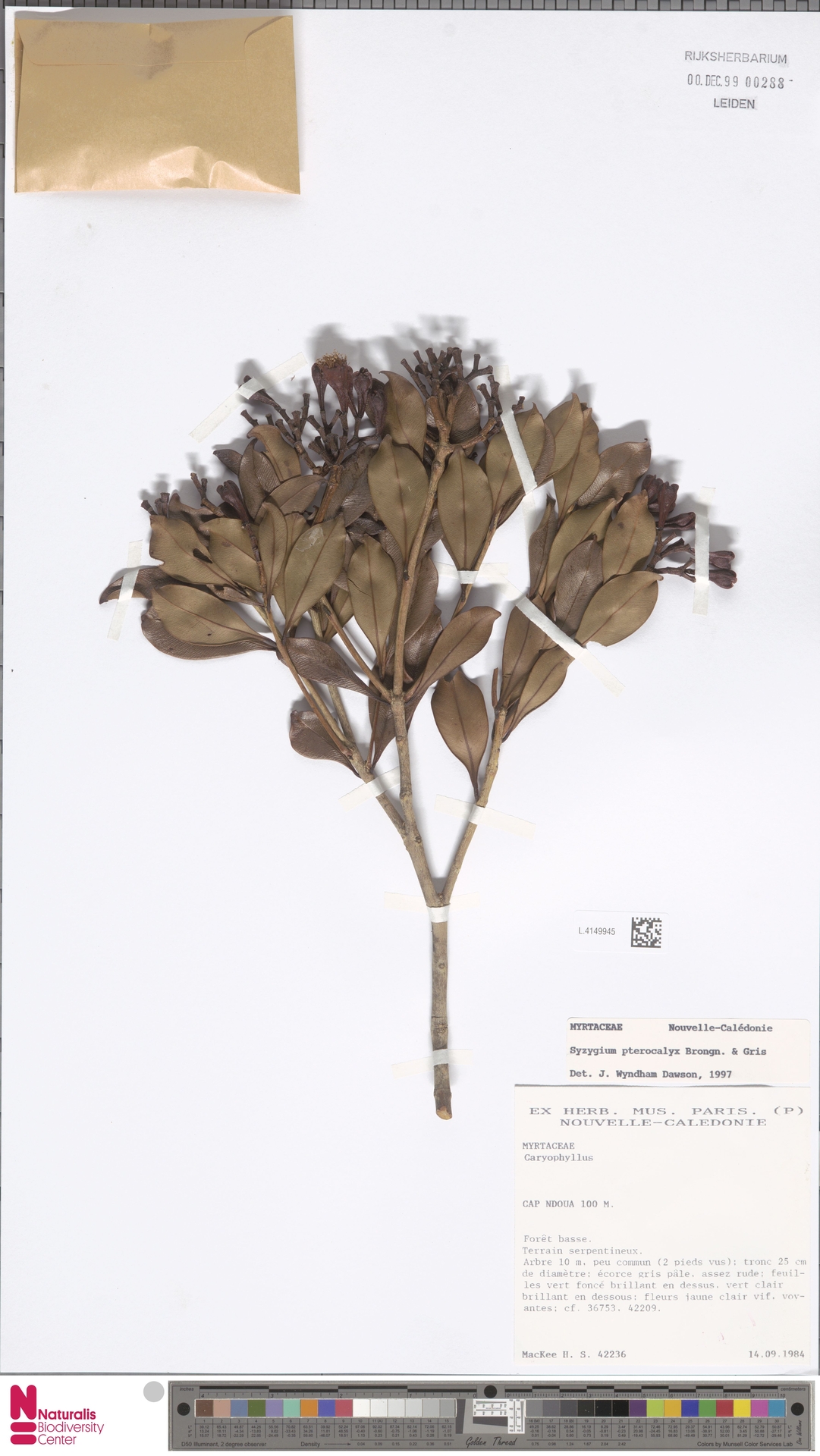 Syzygium pterocalyx