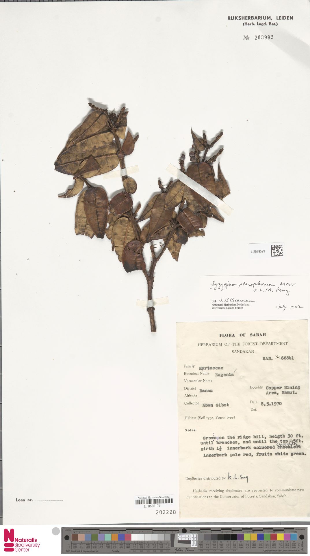 Syzygium pterophorum