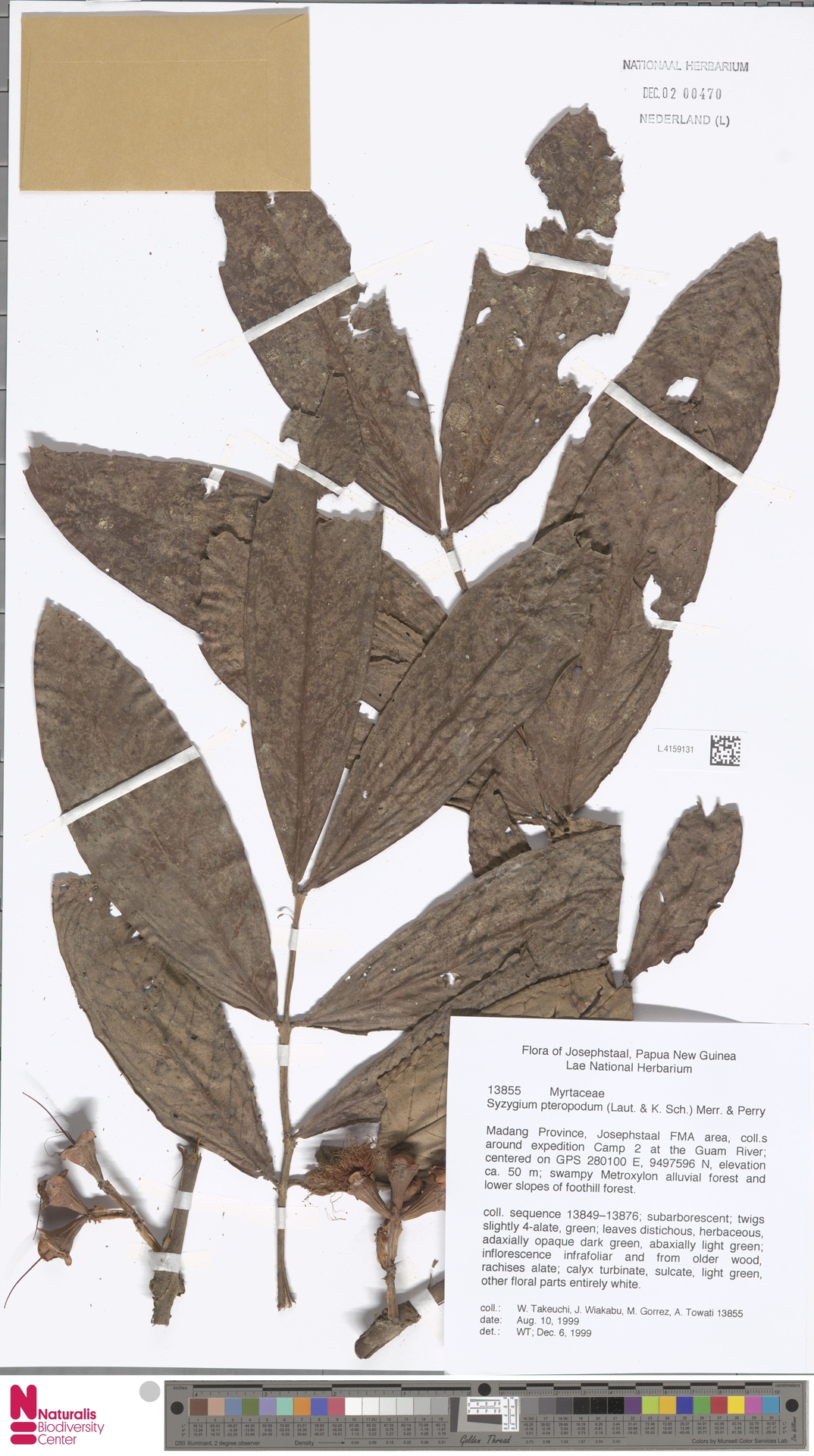 Syzygium pteropodum