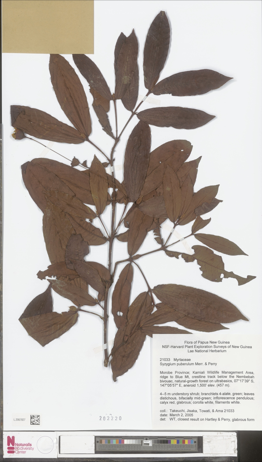 Syzygium puberulum