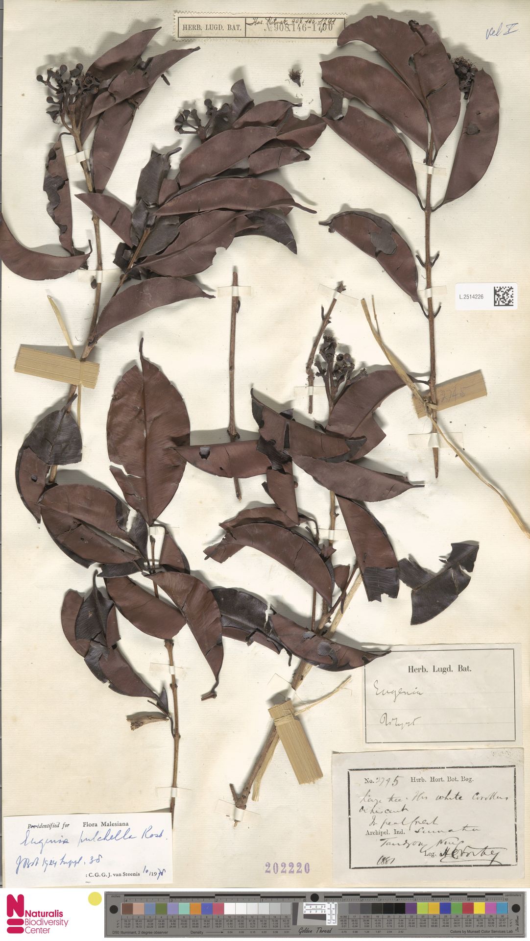 Syzygium pulchellum