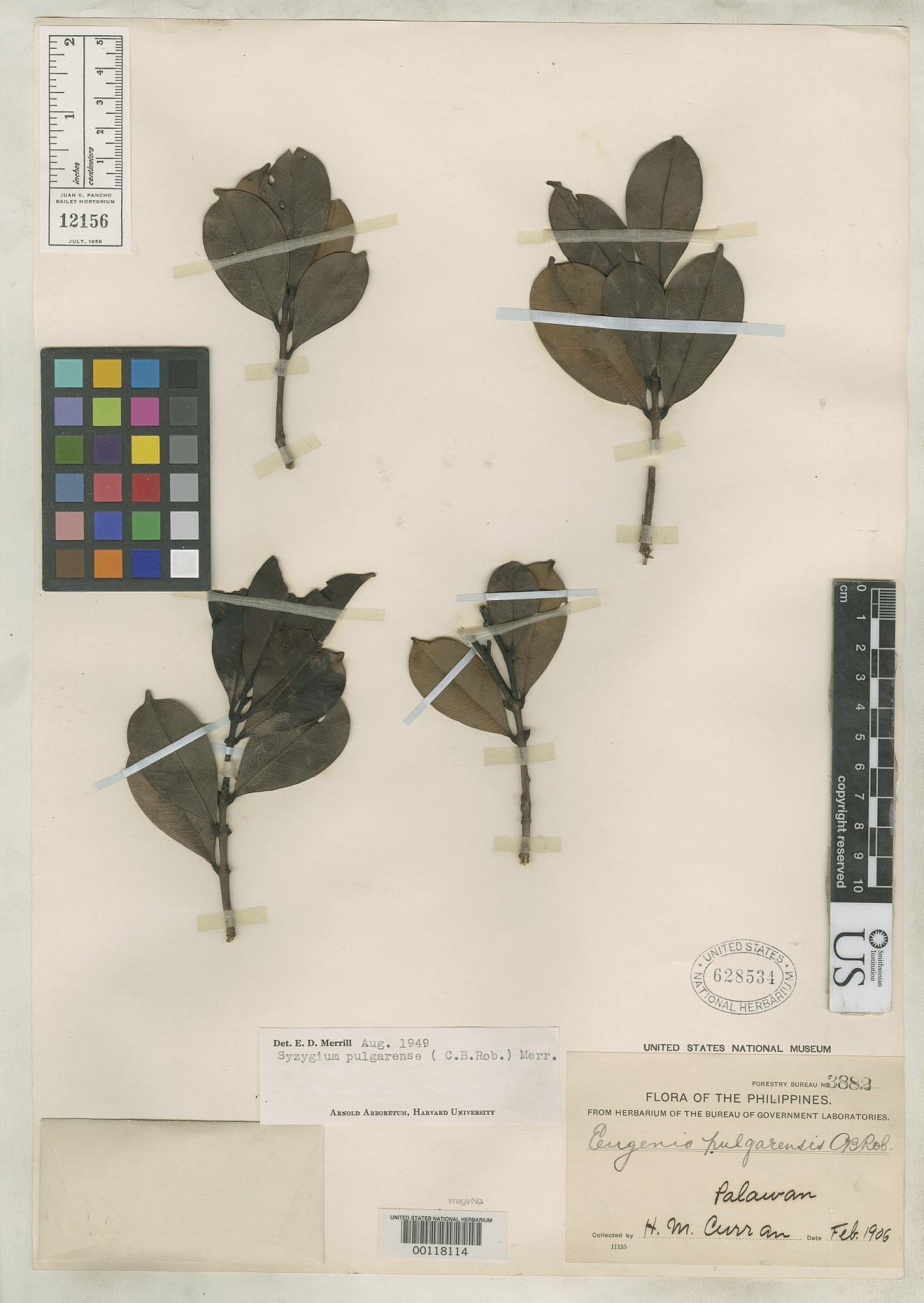 Syzygium pulgarense