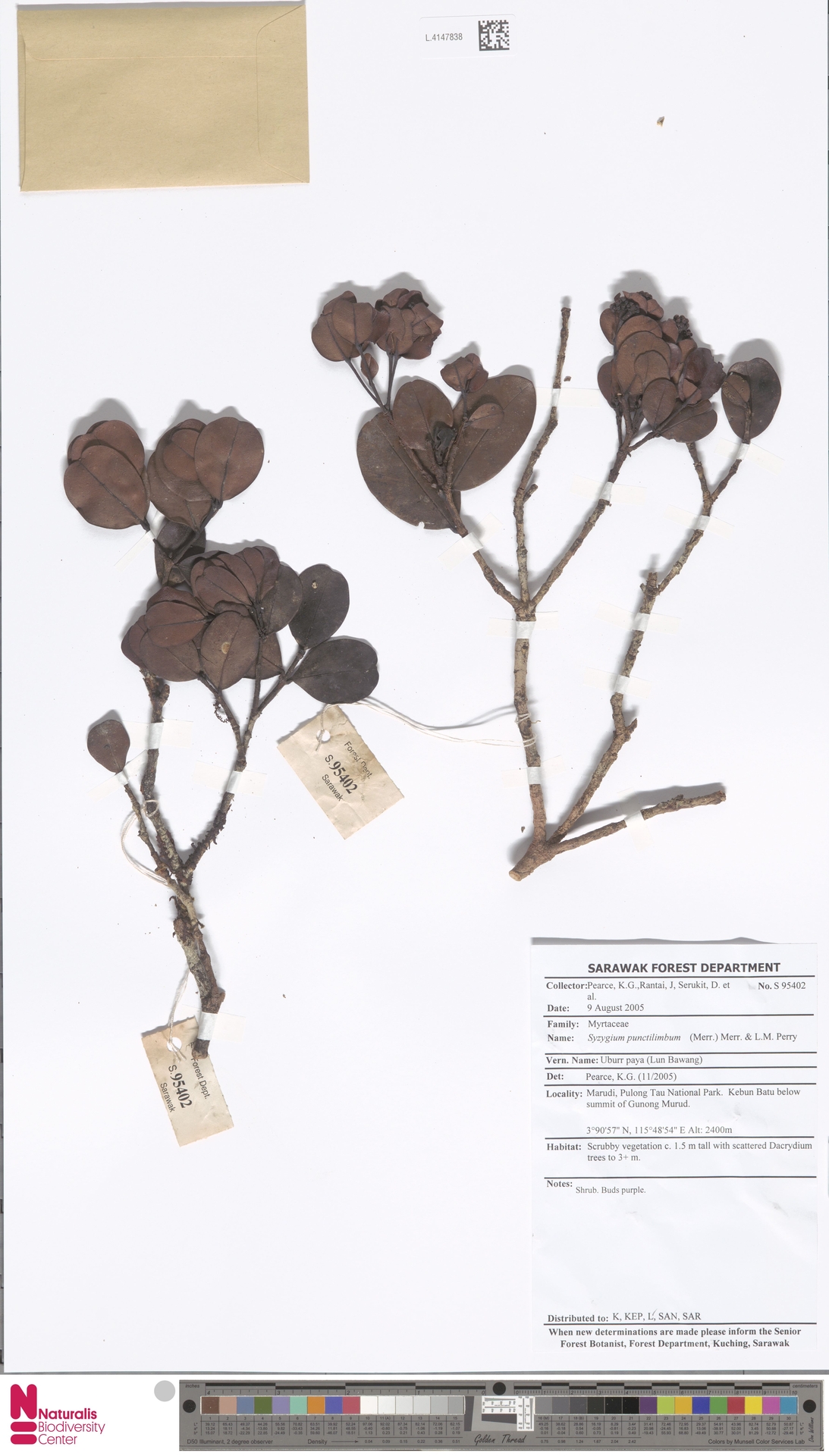 Syzygium punctilimbum