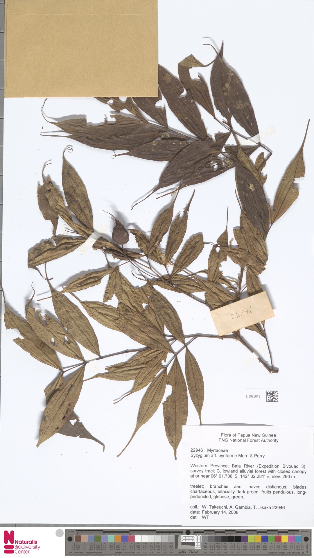 Syzygium pyriforme