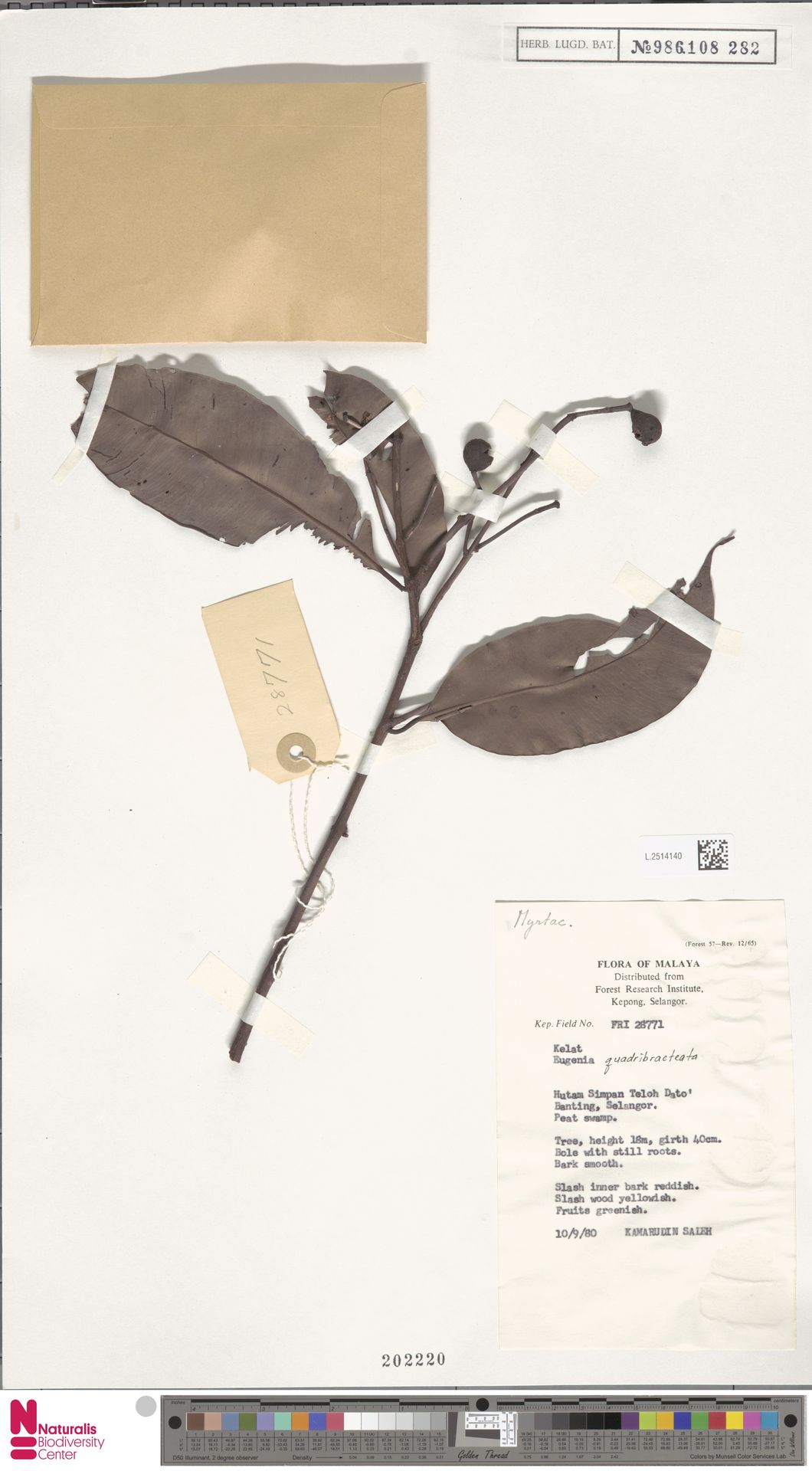 Syzygium quadribracteatum