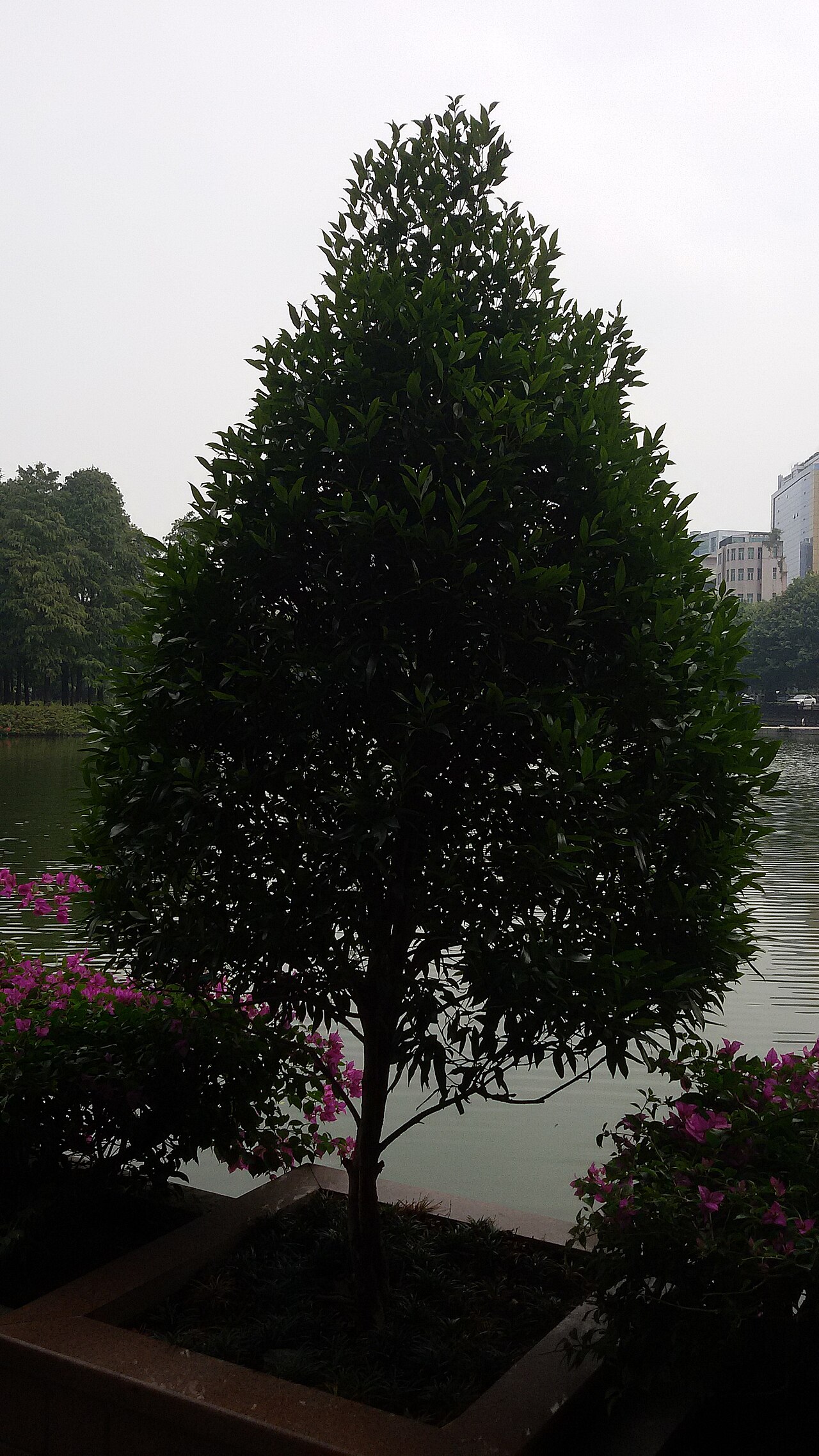 Syzygium rehderianum