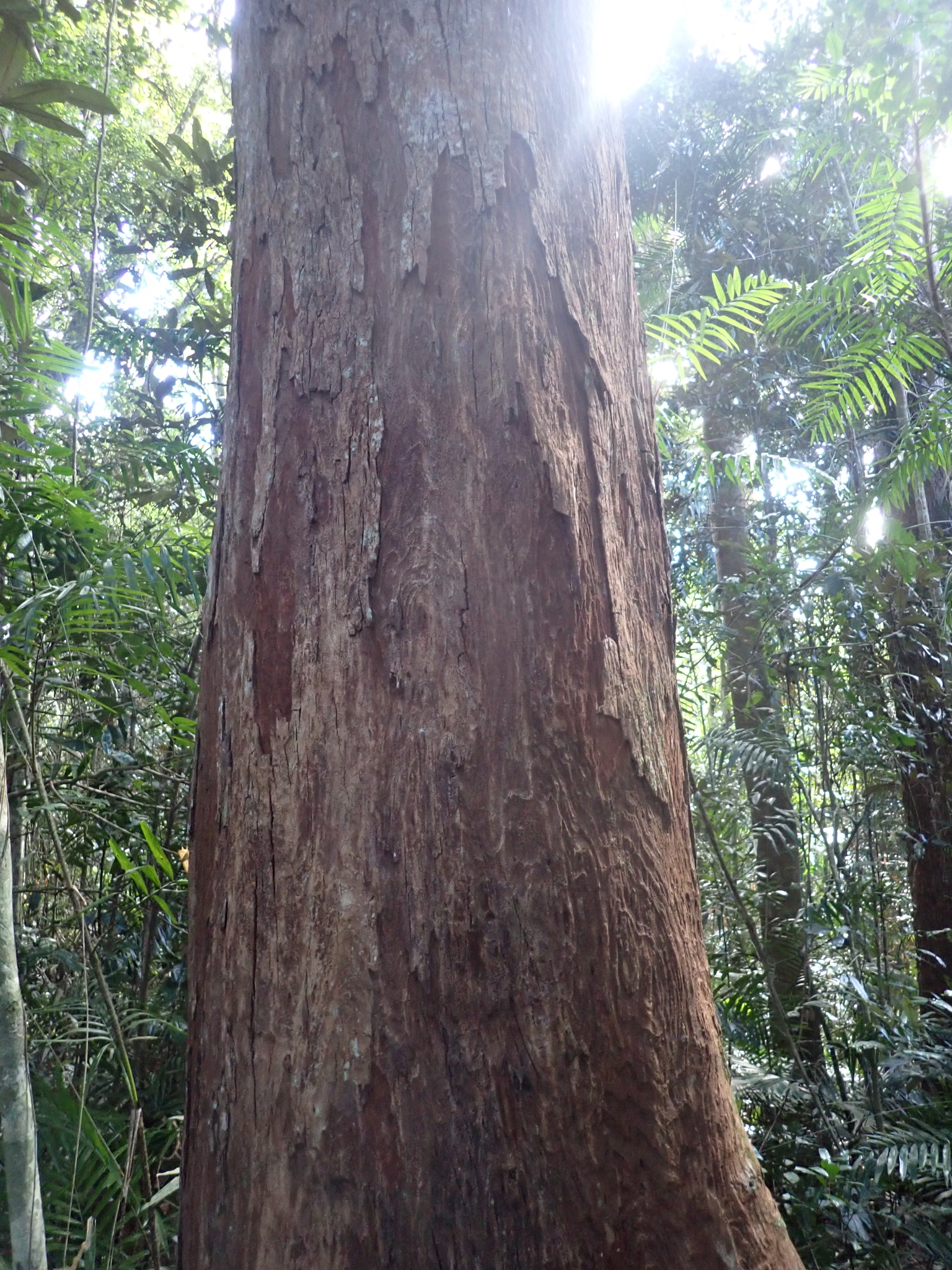 Syzygium resa
