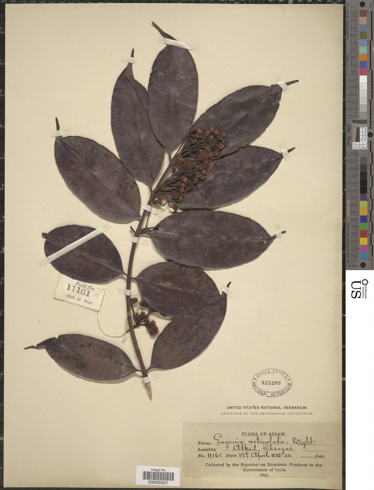 Syzygium reticulatum