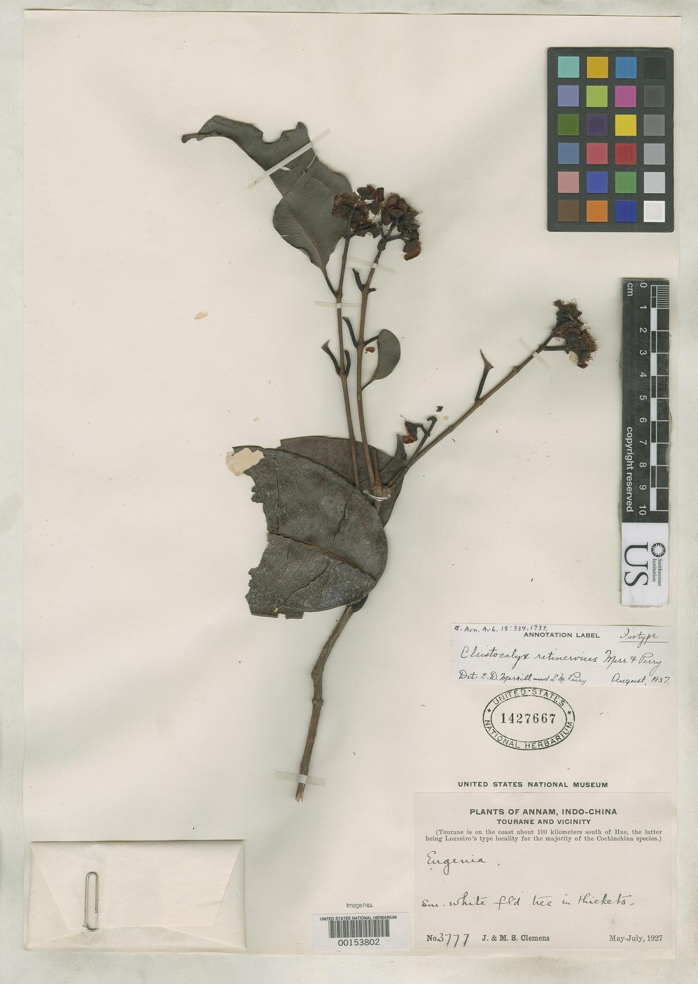 Syzygium retinervium