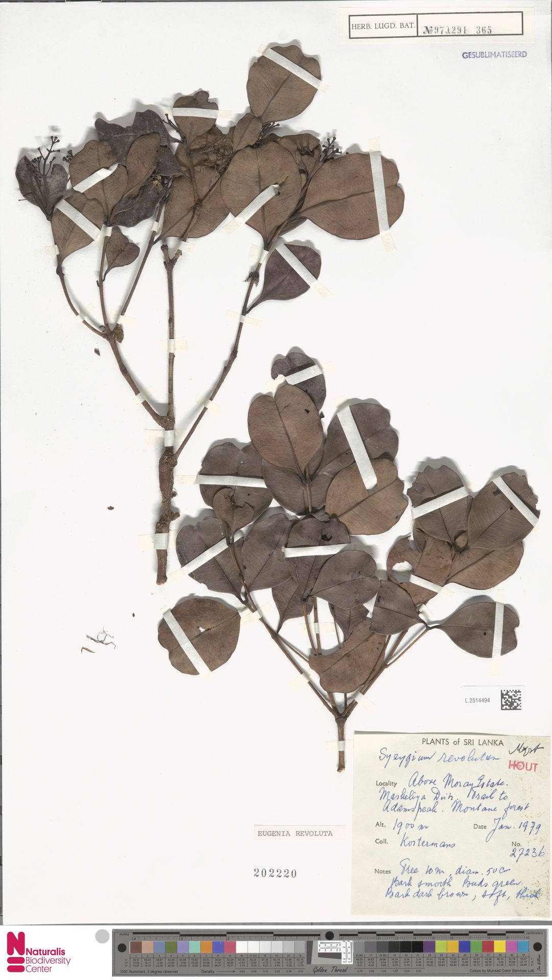 Syzygium revolutum