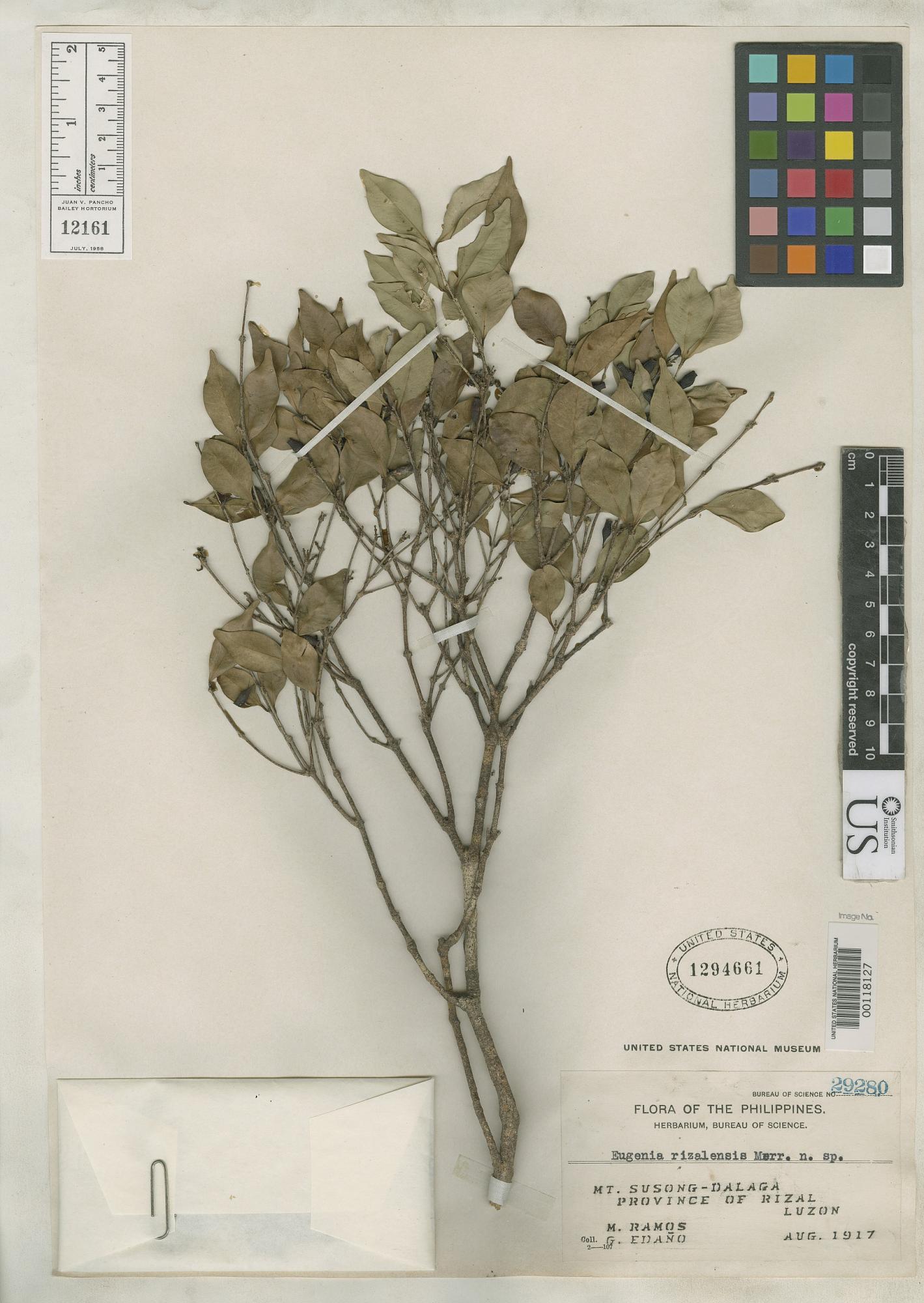 Syzygium rizalense