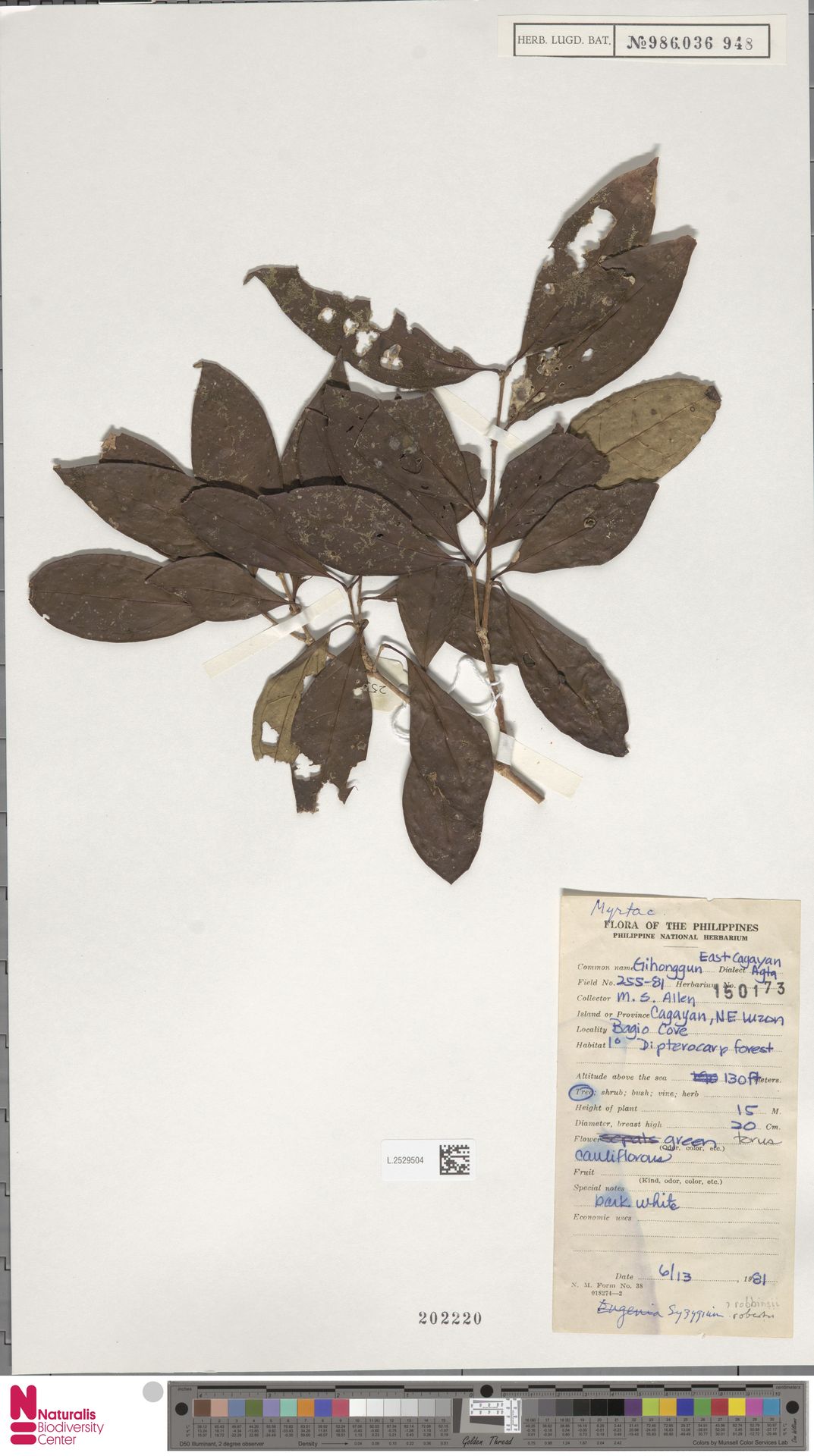 Syzygium robbinsii