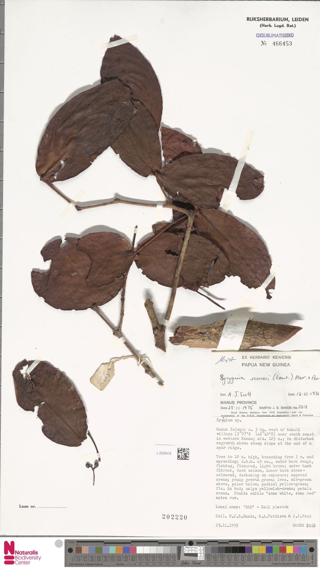 Syzygium roemeri