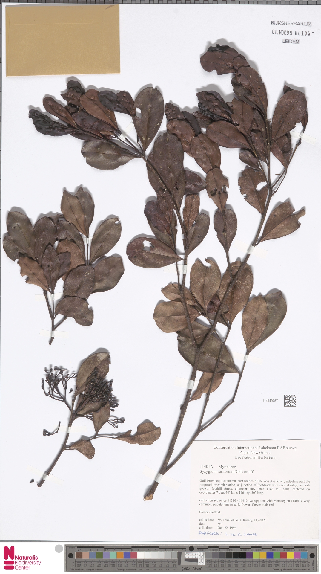 Syzygium rosaceum