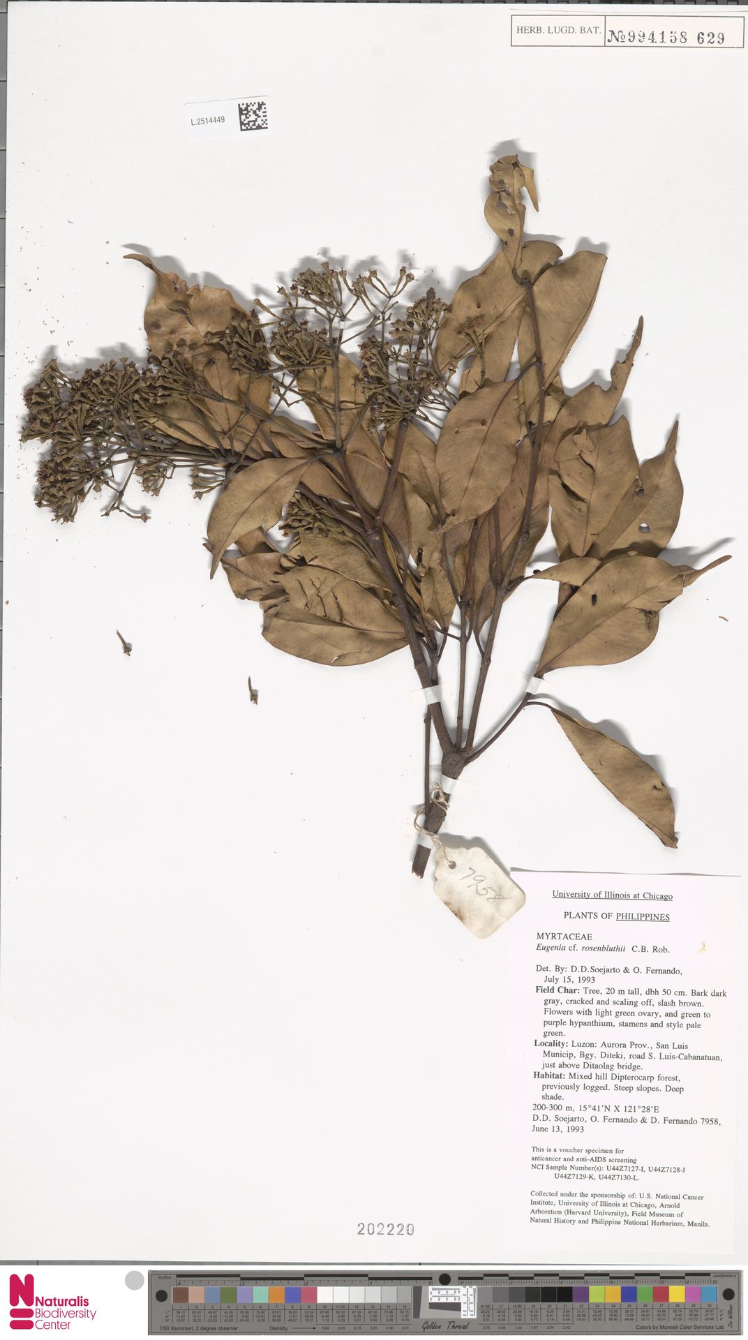 Syzygium rosenbluthii