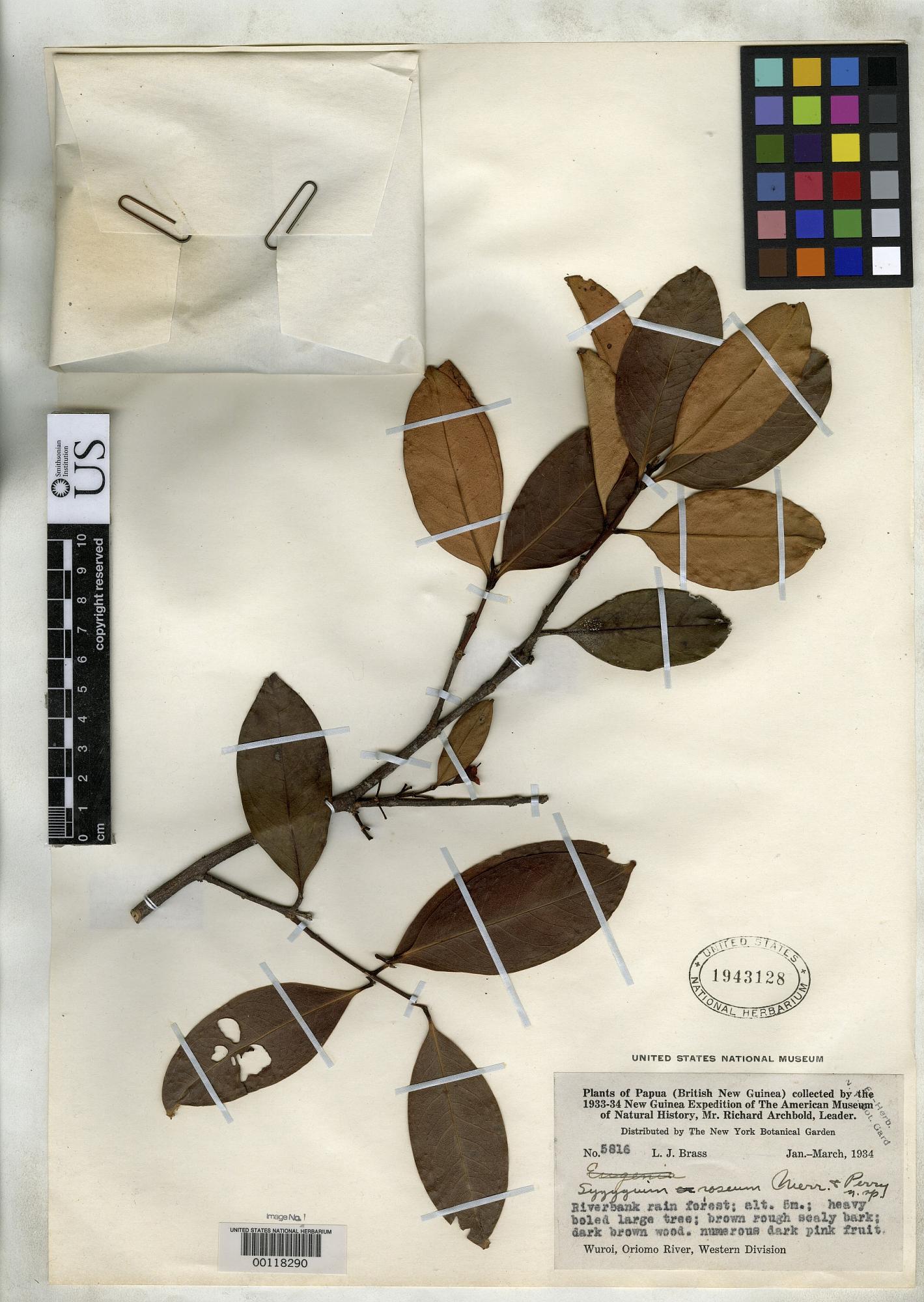 Syzygium roseum