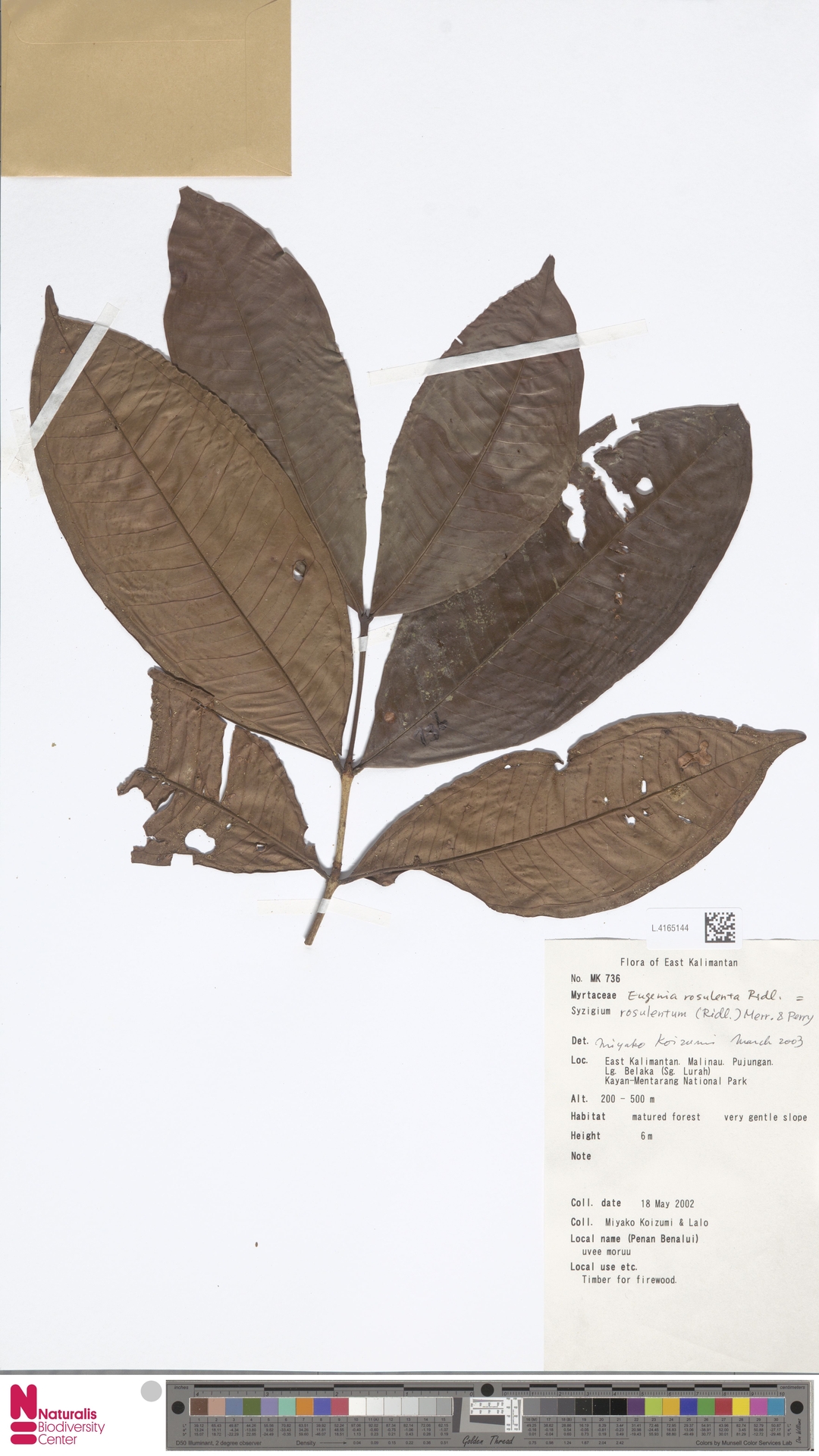 Syzygium rosulentum