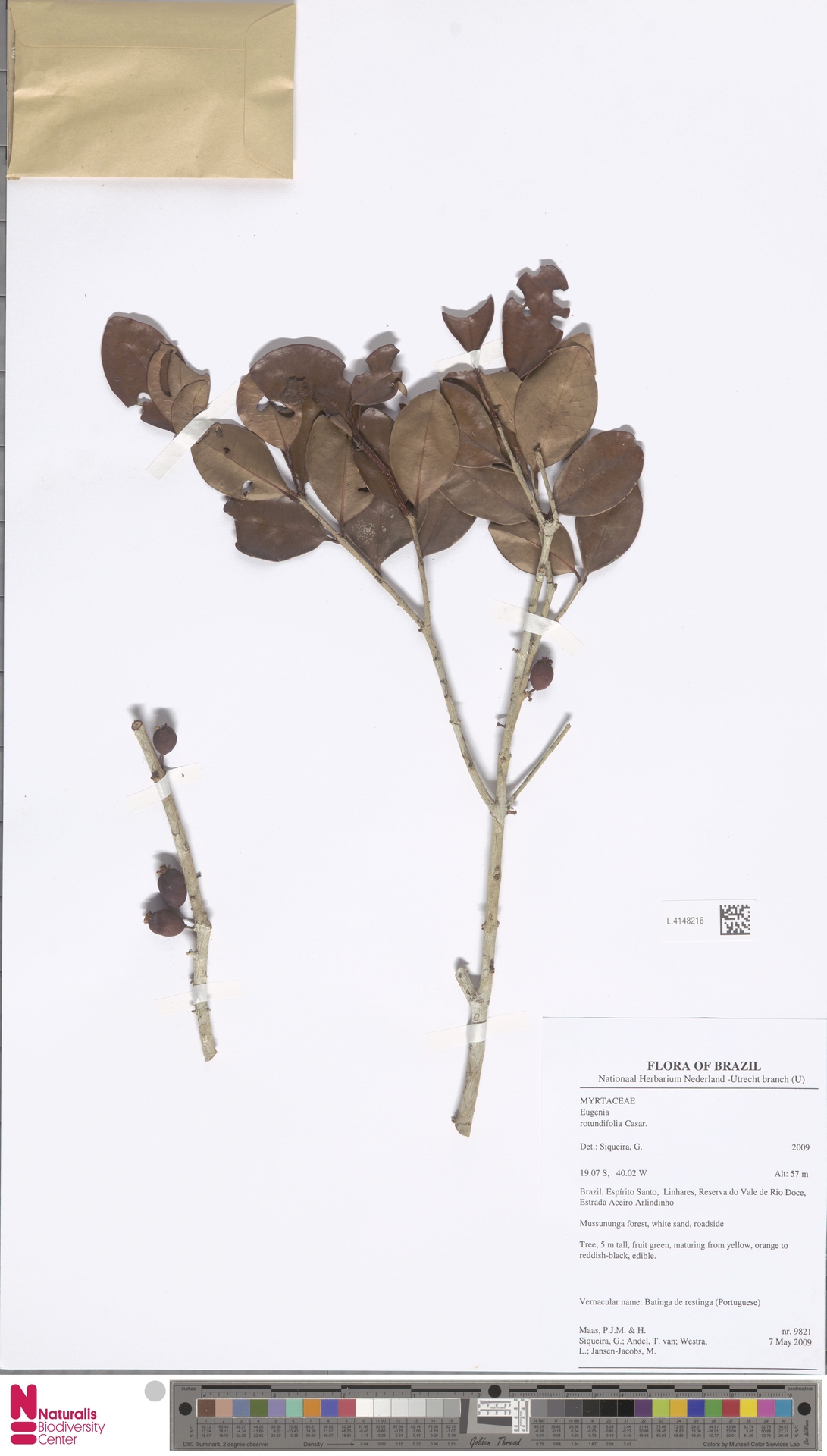 Syzygium rotundifolium