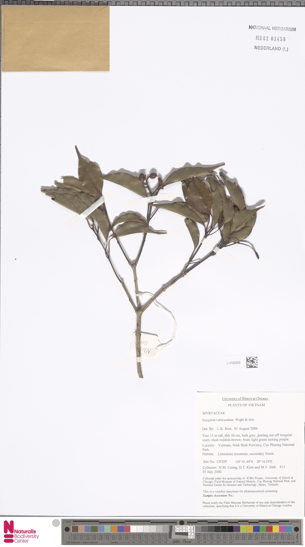 Syzygium rubicundum