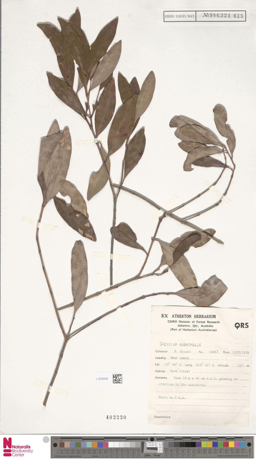 Syzygium rubrimolle