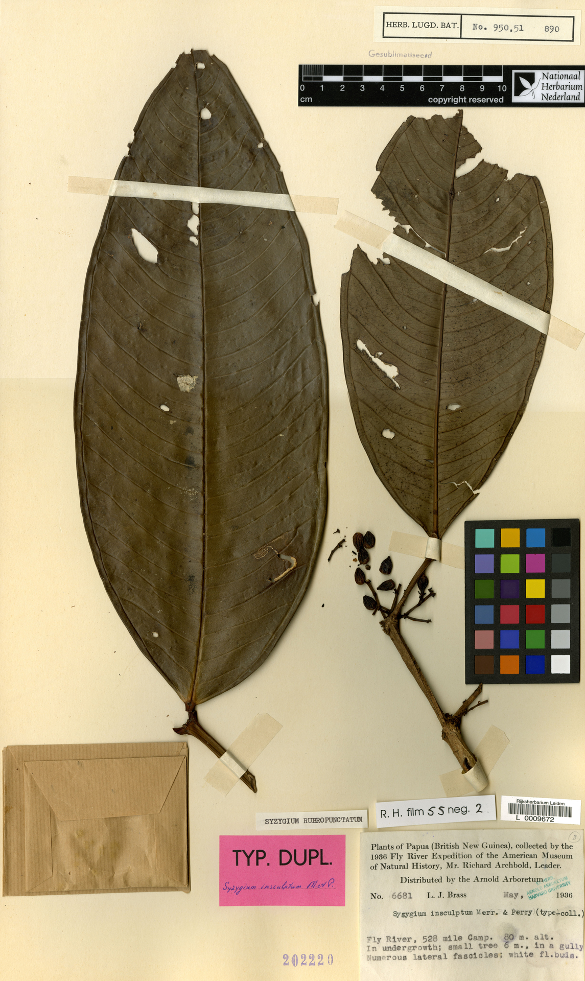 Syzygium rubropunctatum