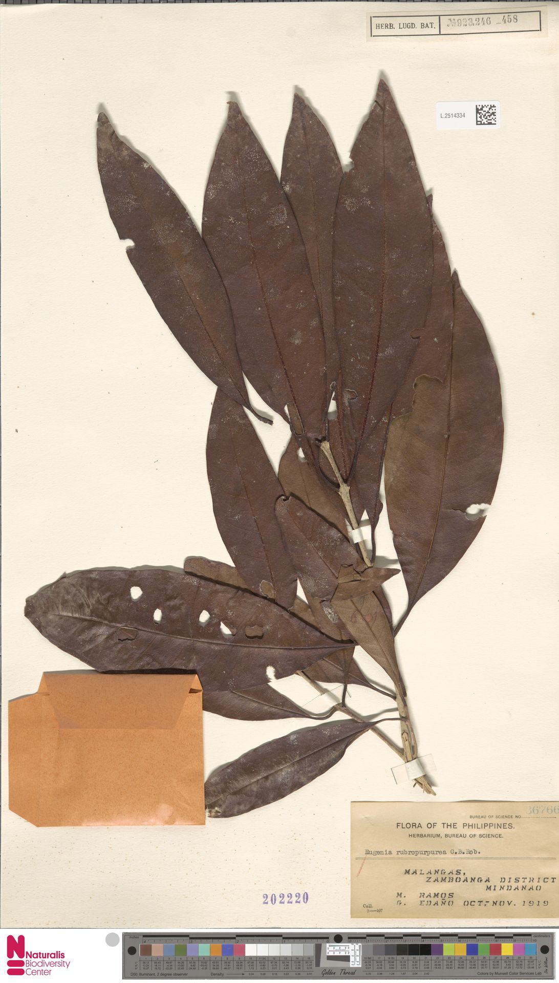 Syzygium rubropurpureum