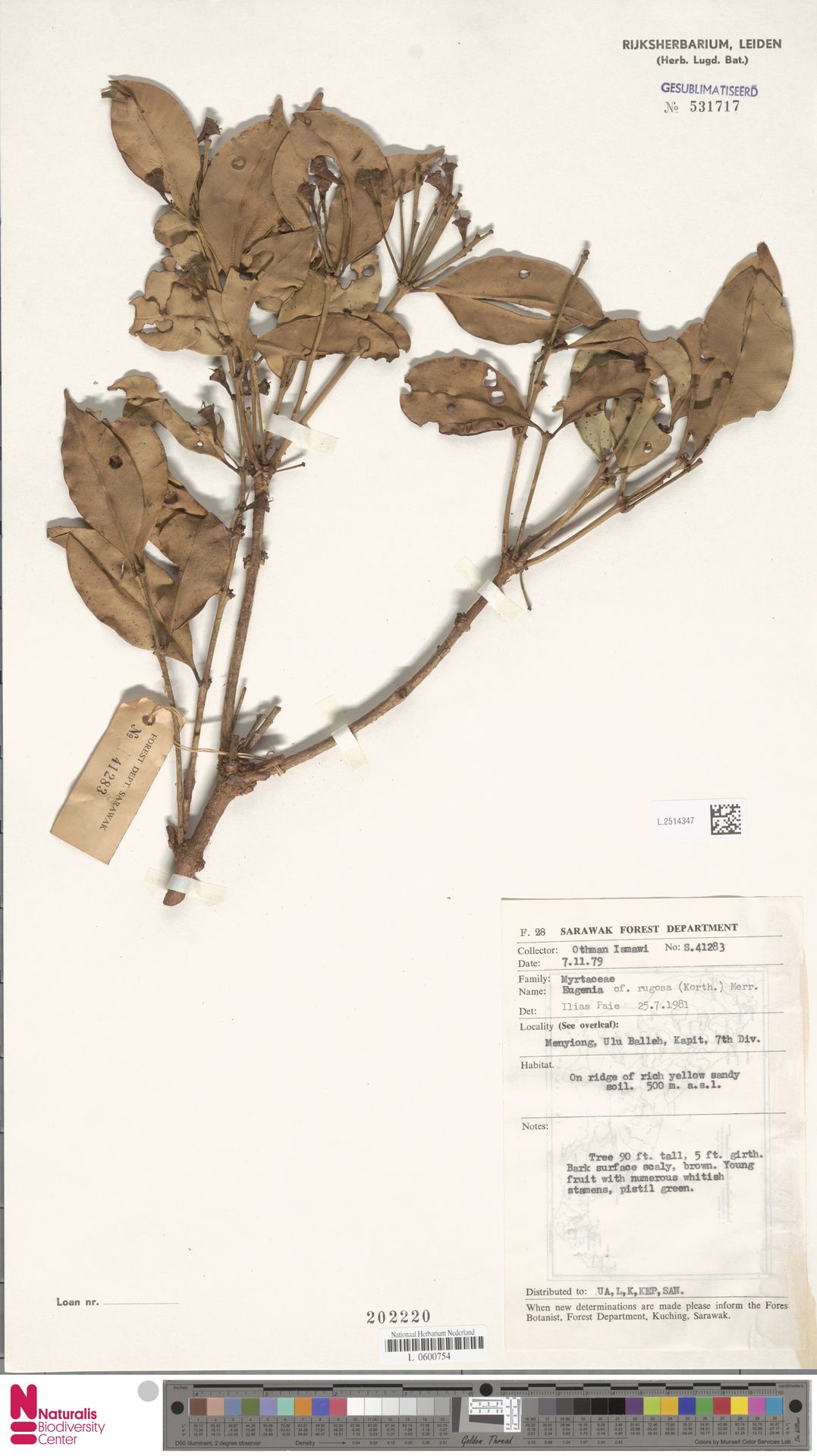 Syzygium rugosum