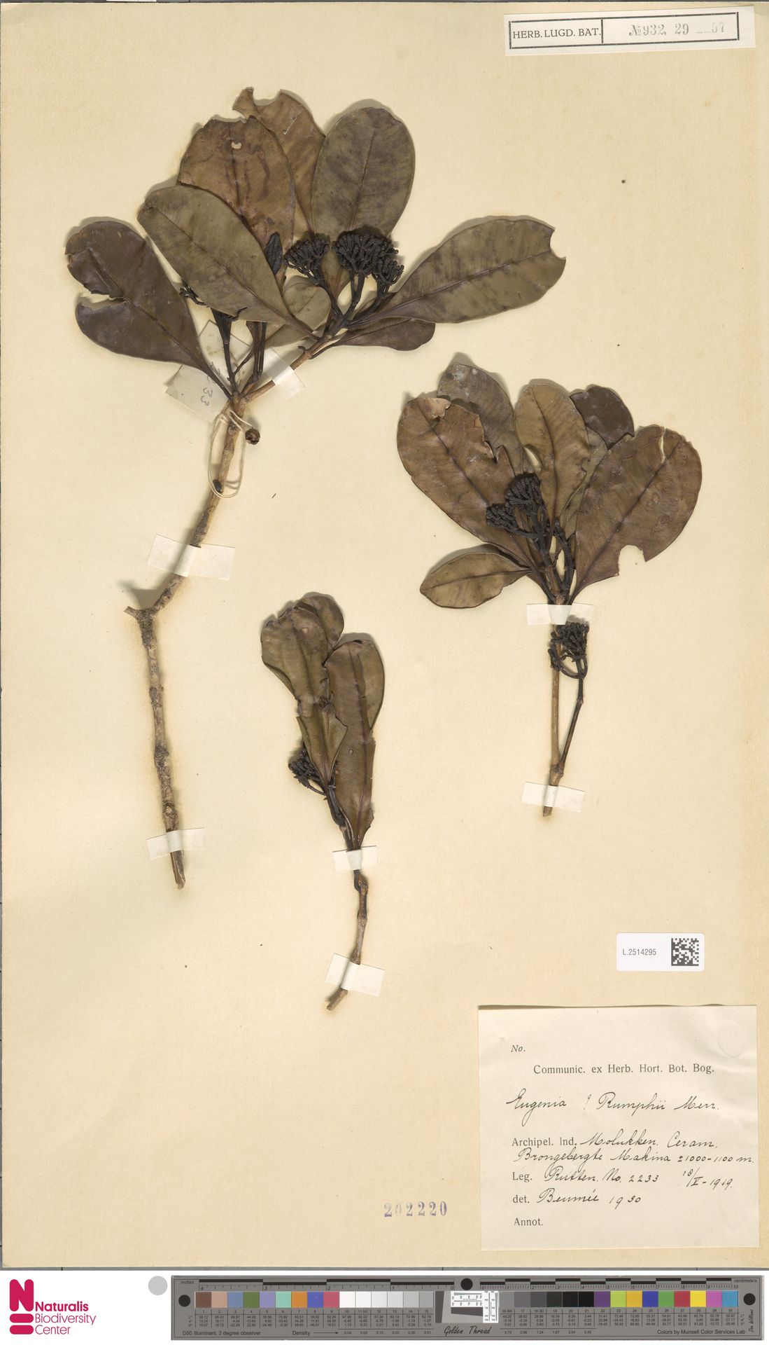 Syzygium rumphii