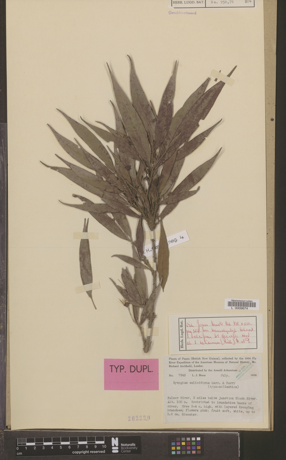Syzygium saliciforme